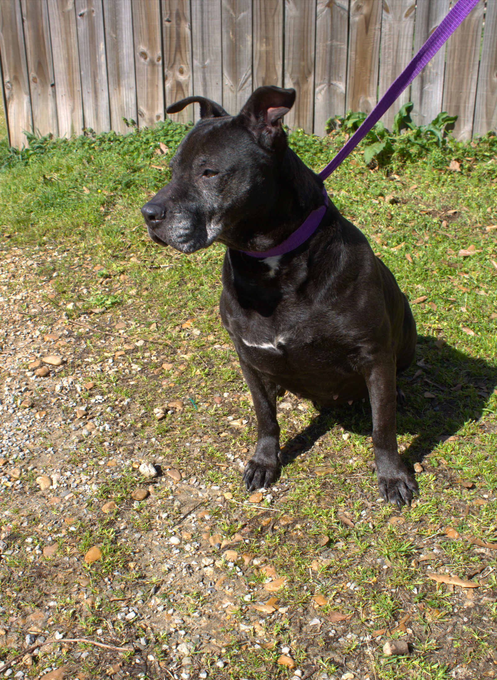 Briarwood, an adoptable American Bulldog in Jackson, MS, 39213 | Photo Image 1