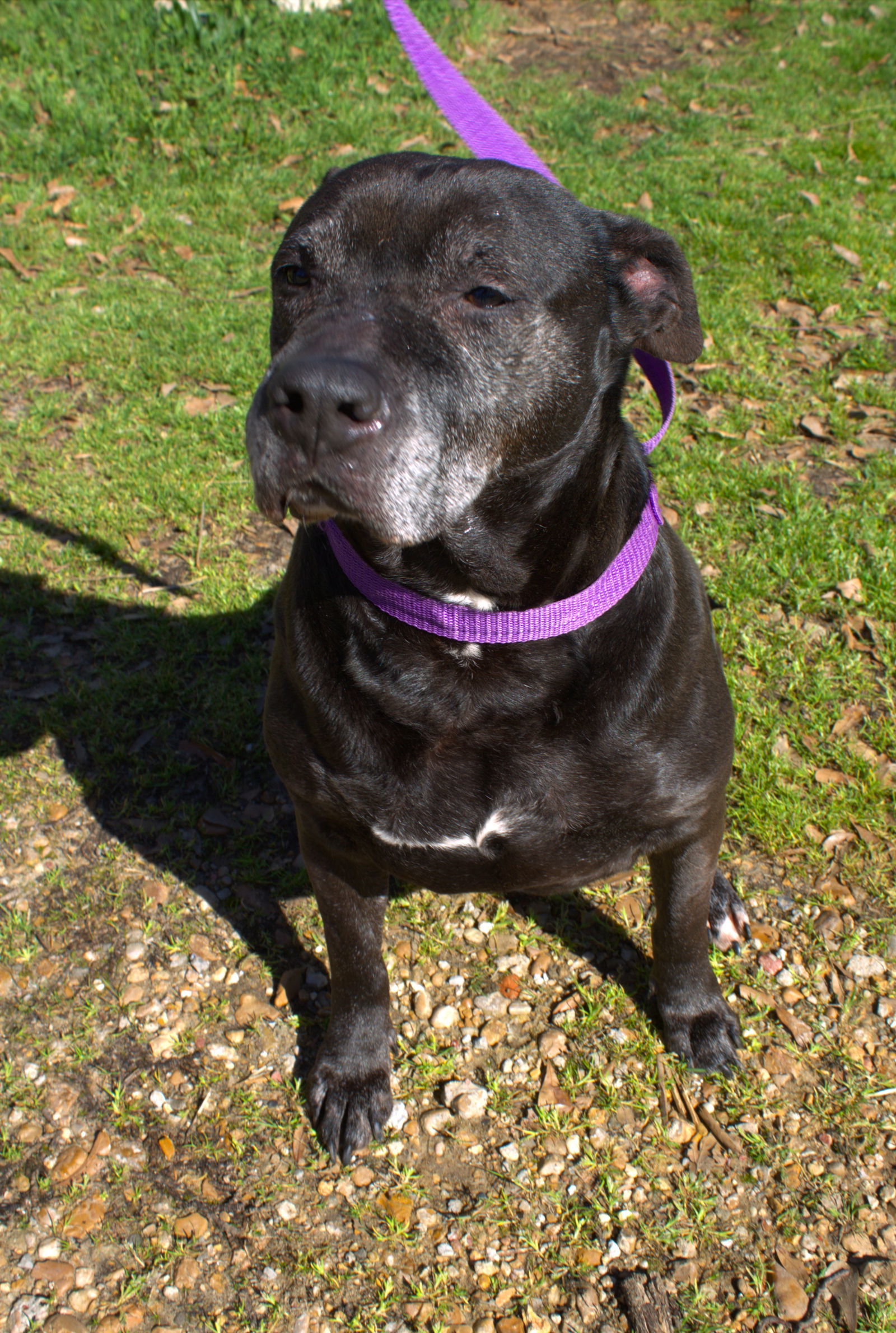 Briarwood, an adoptable American Bulldog in Jackson, MS, 39213 | Photo Image 2