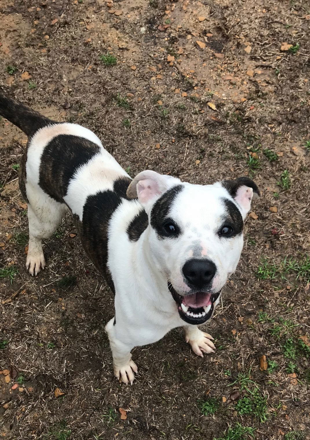 Rosemary, an adoptable Mixed Breed in Jackson, MS, 39213 | Photo Image 1