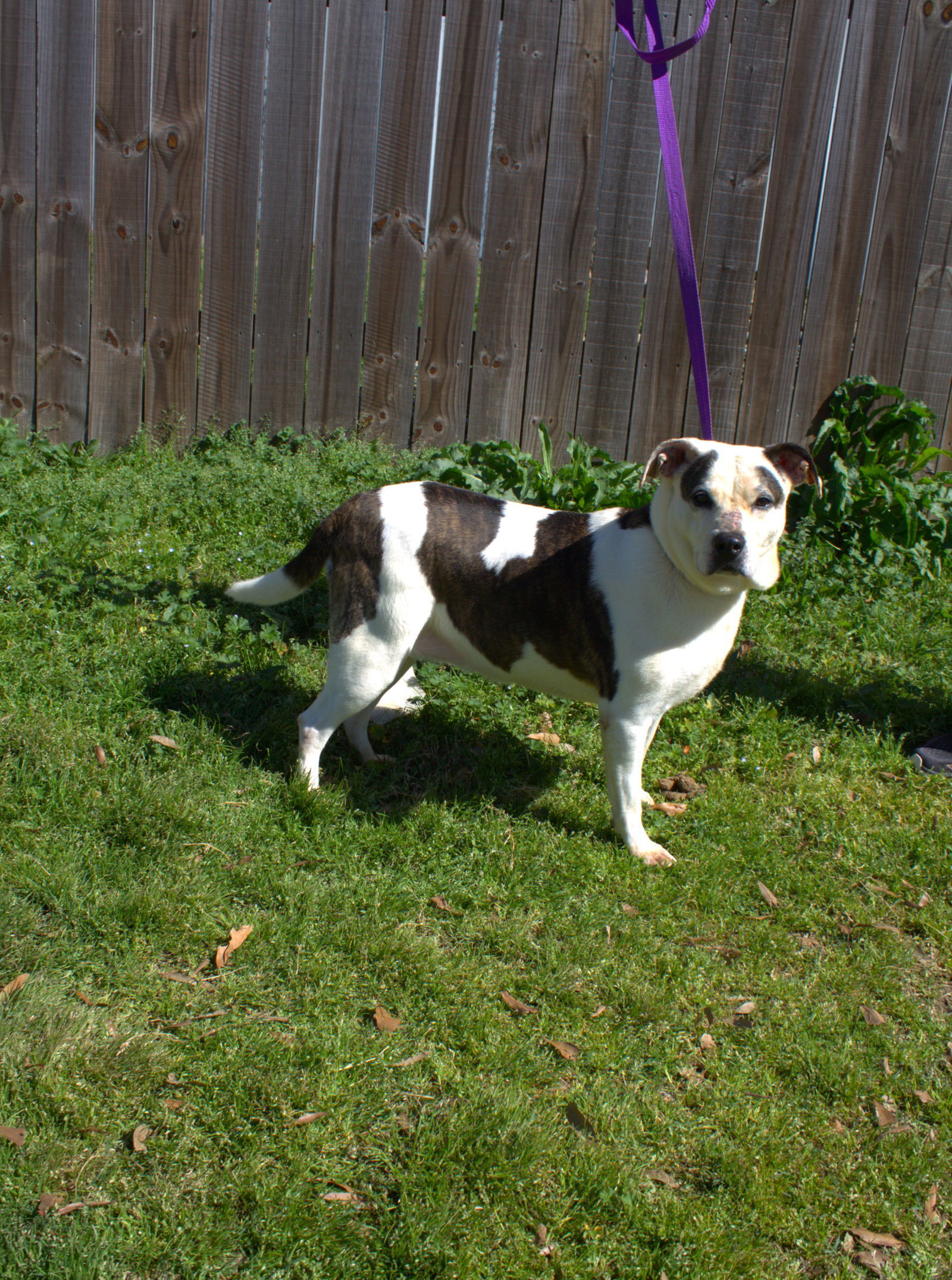 Rosemary, an adoptable Mixed Breed in Jackson, MS, 39213 | Photo Image 1