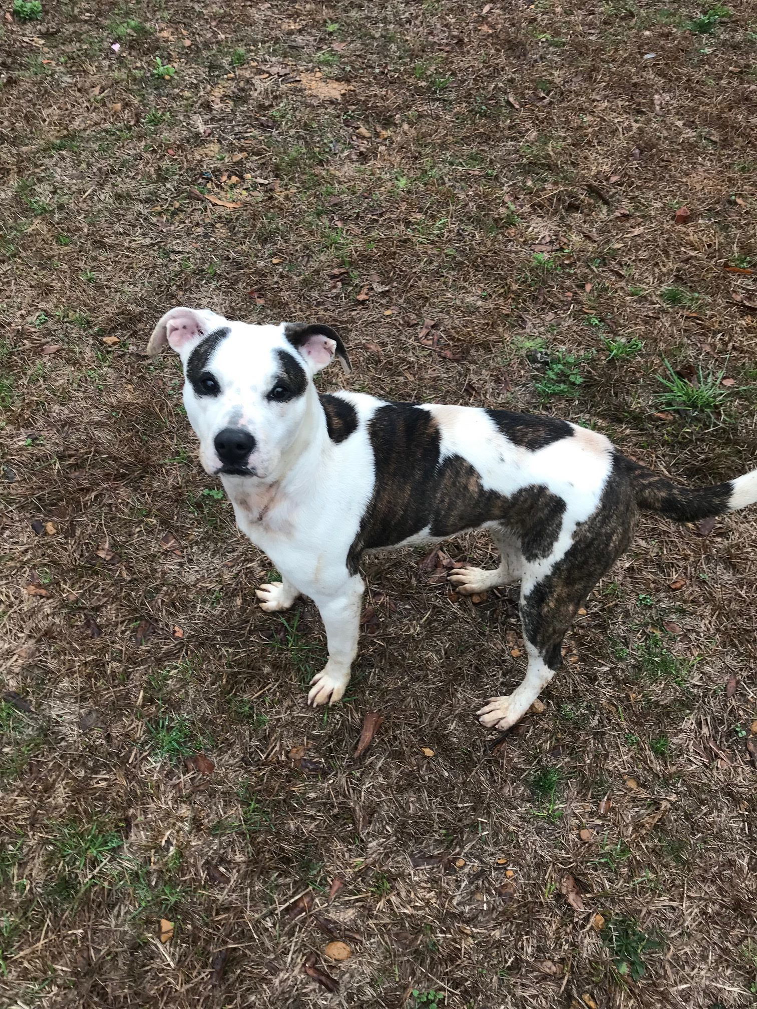 Rosemary, an adoptable Mixed Breed in Jackson, MS, 39213 | Photo Image 2