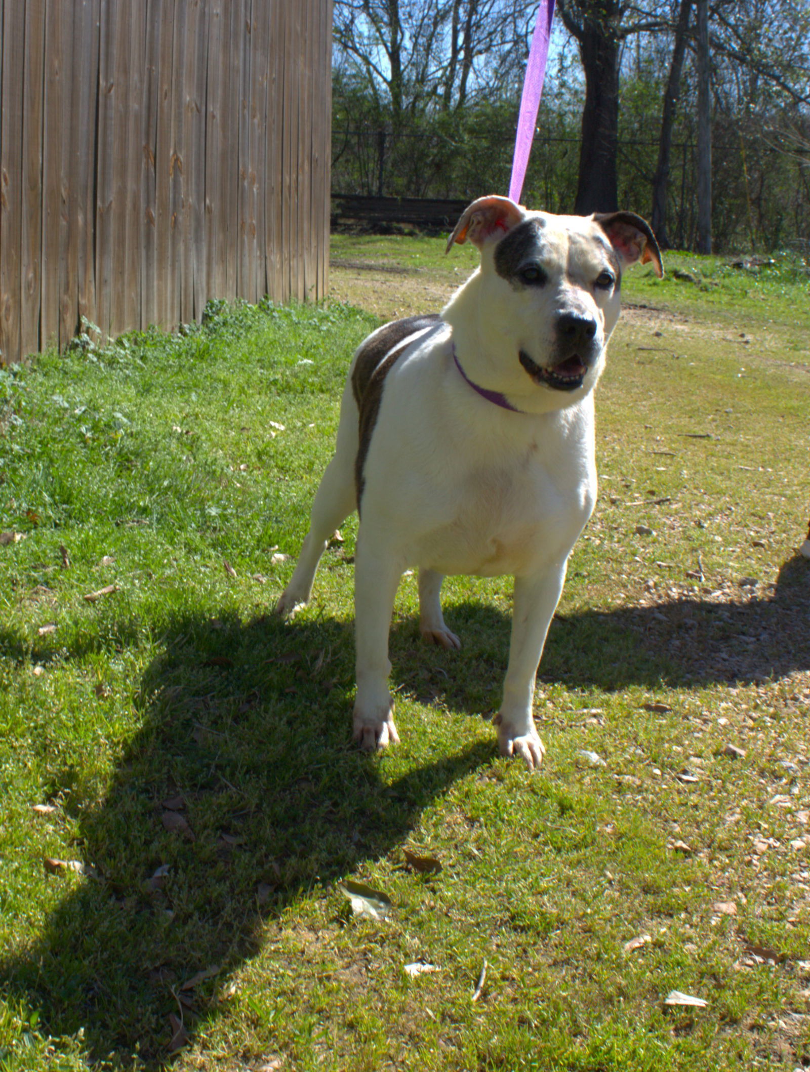 Rosemary, an adoptable Mixed Breed in Jackson, MS, 39213 | Photo Image 2