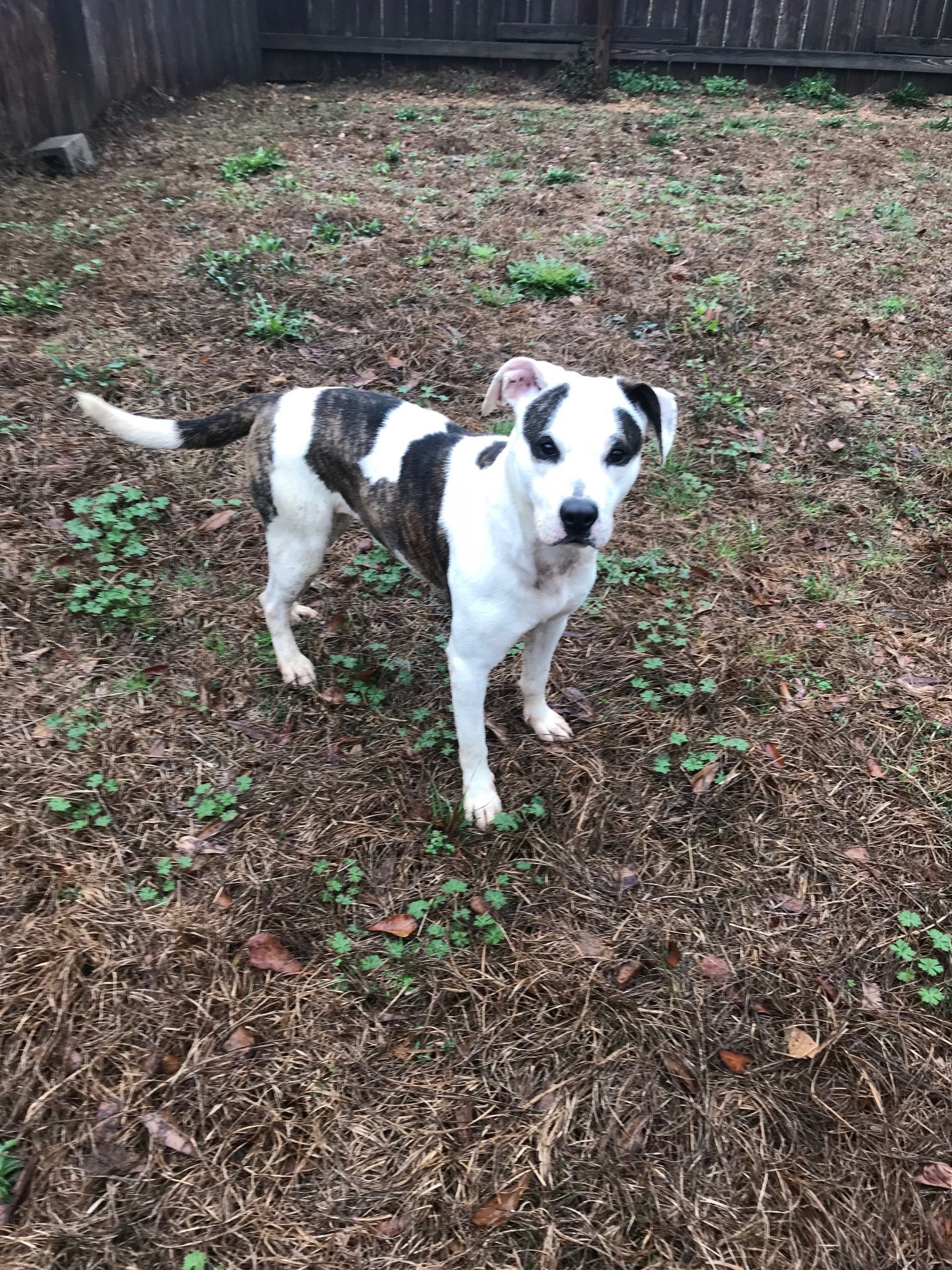 Rosemary, an adoptable Mixed Breed in Jackson, MS, 39213 | Photo Image 3