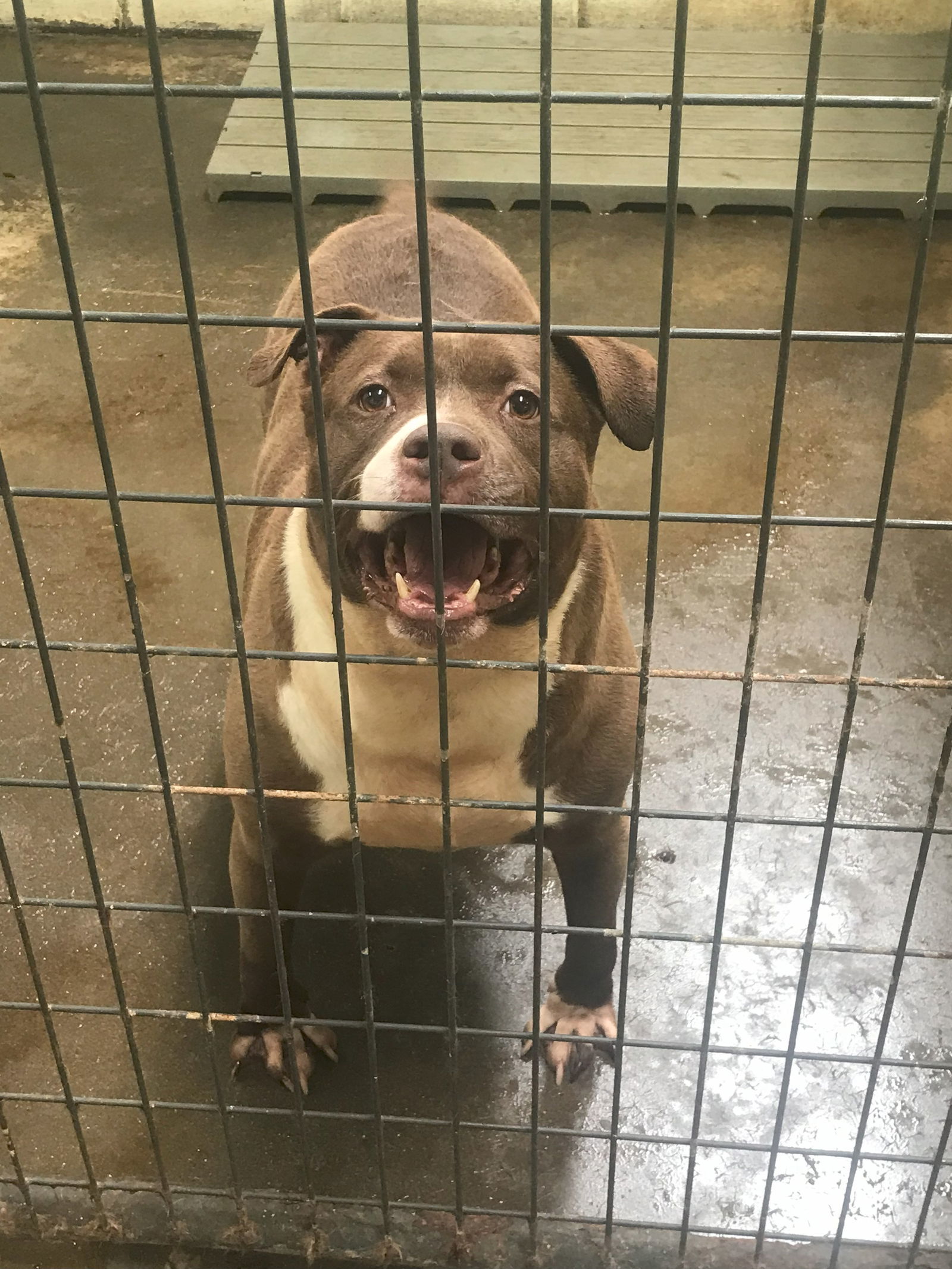 Butkus, an adoptable American Bulldog in Jackson, MS, 39213 | Photo Image 1