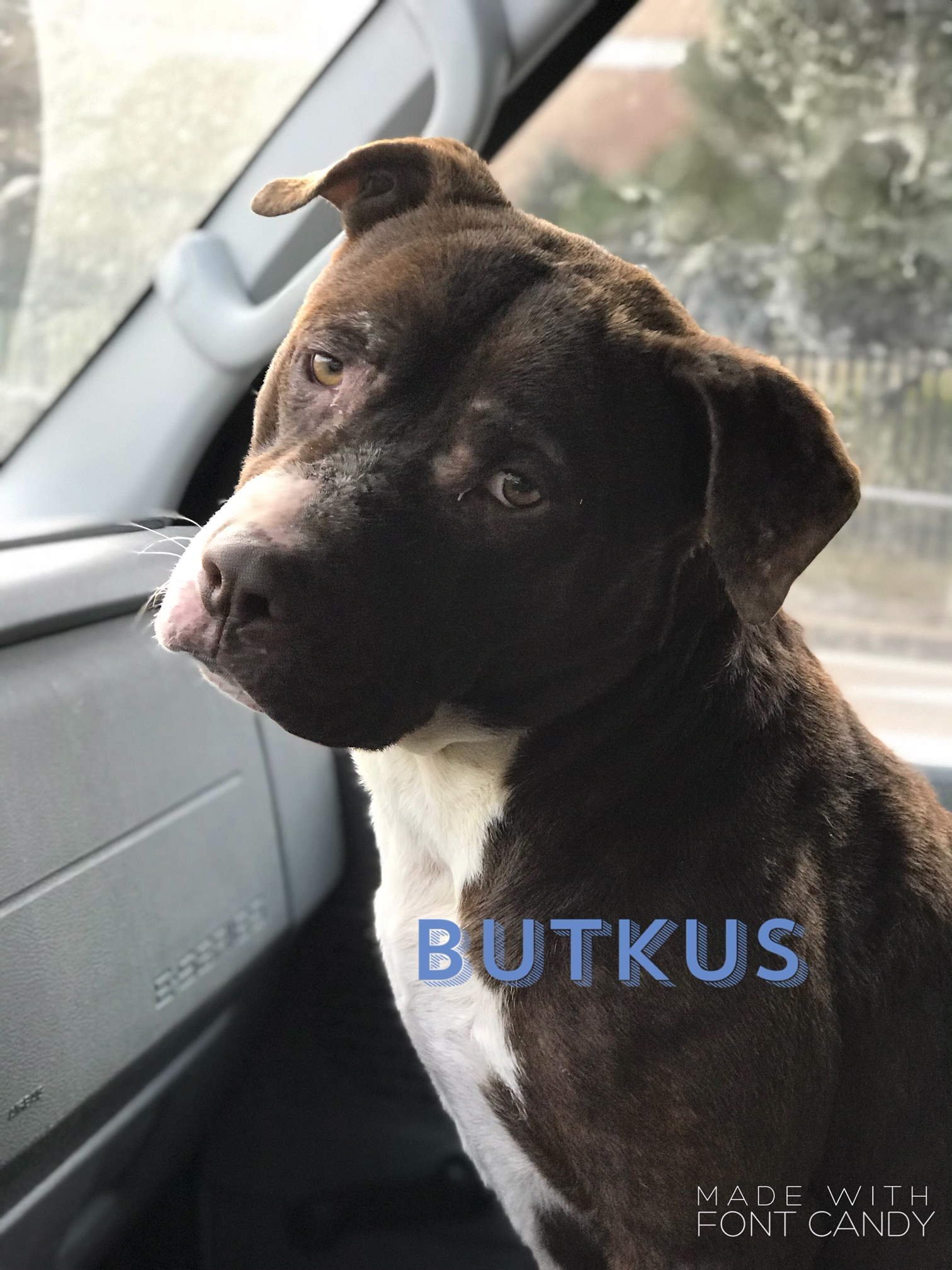 Butkus, an adoptable American Bulldog in Jackson, MS, 39213 | Photo Image 2