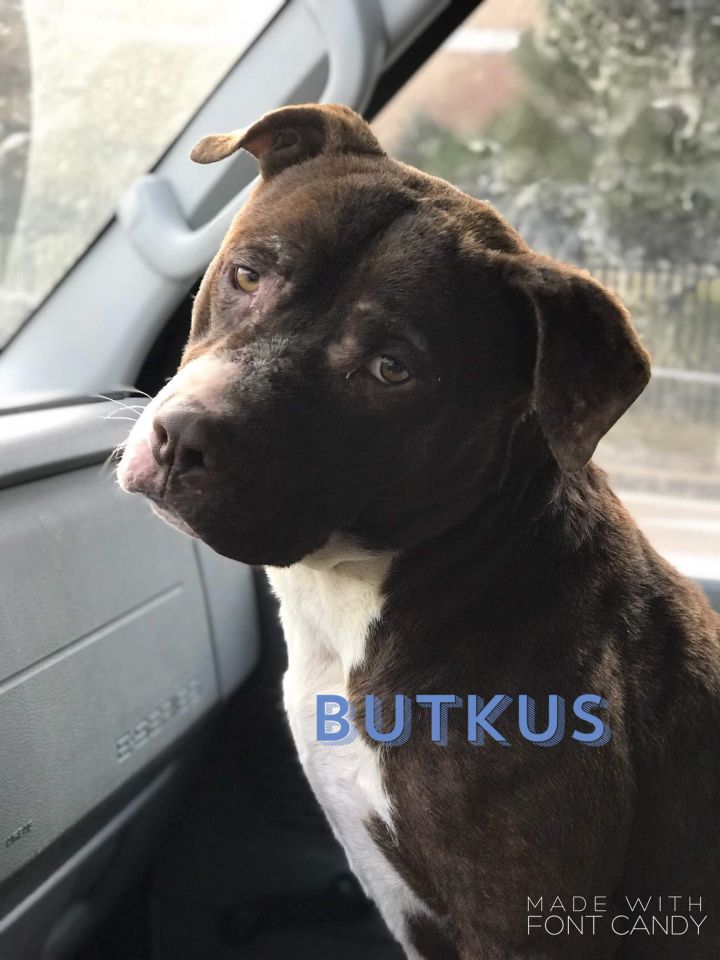 Butkus 2