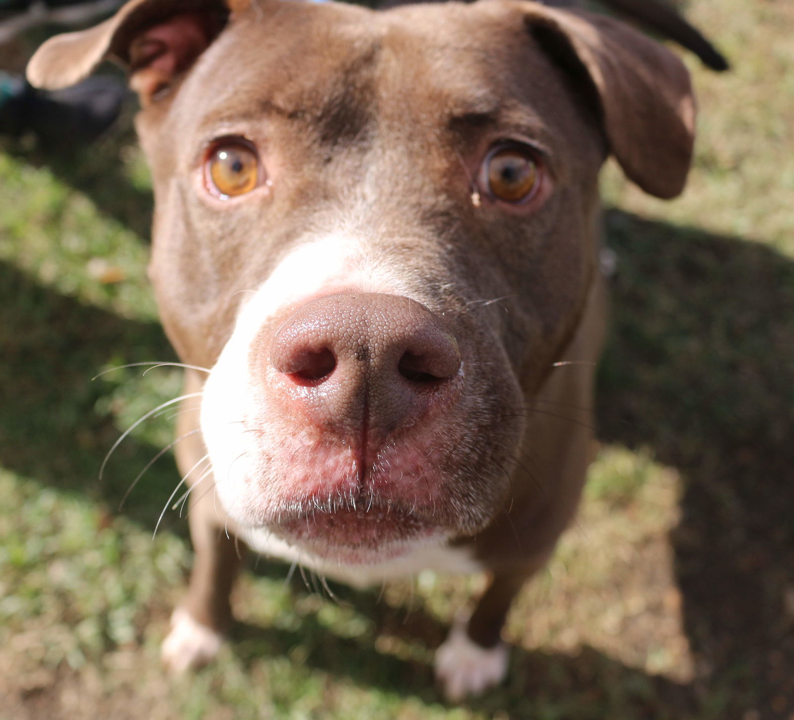 Butkus, an adoptable American Bulldog in Jackson, MS, 39213 | Photo Image 2
