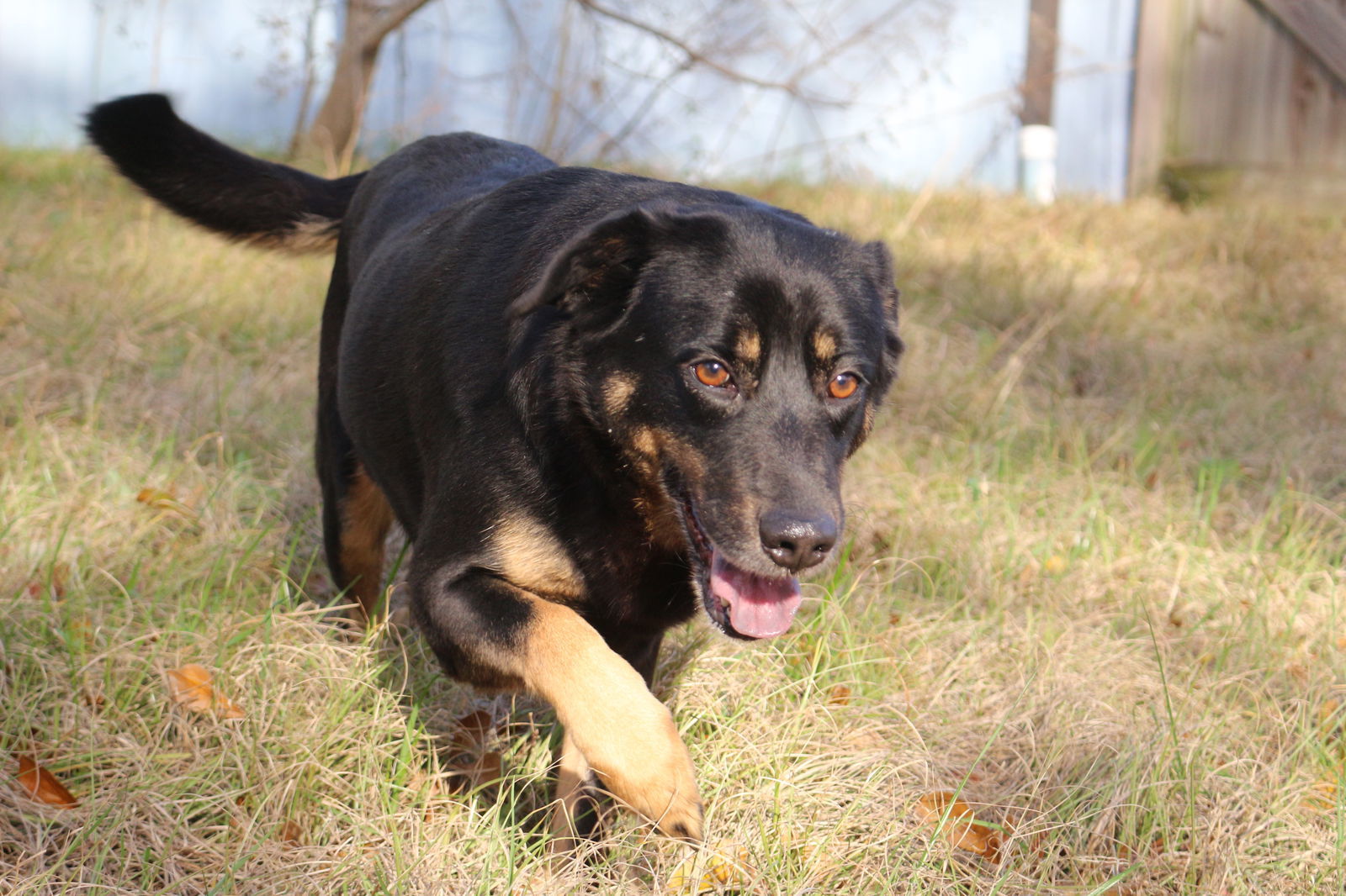 Naomi Judd, an adoptable Shepherd in Jackson, MS, 39213 | Photo Image 1