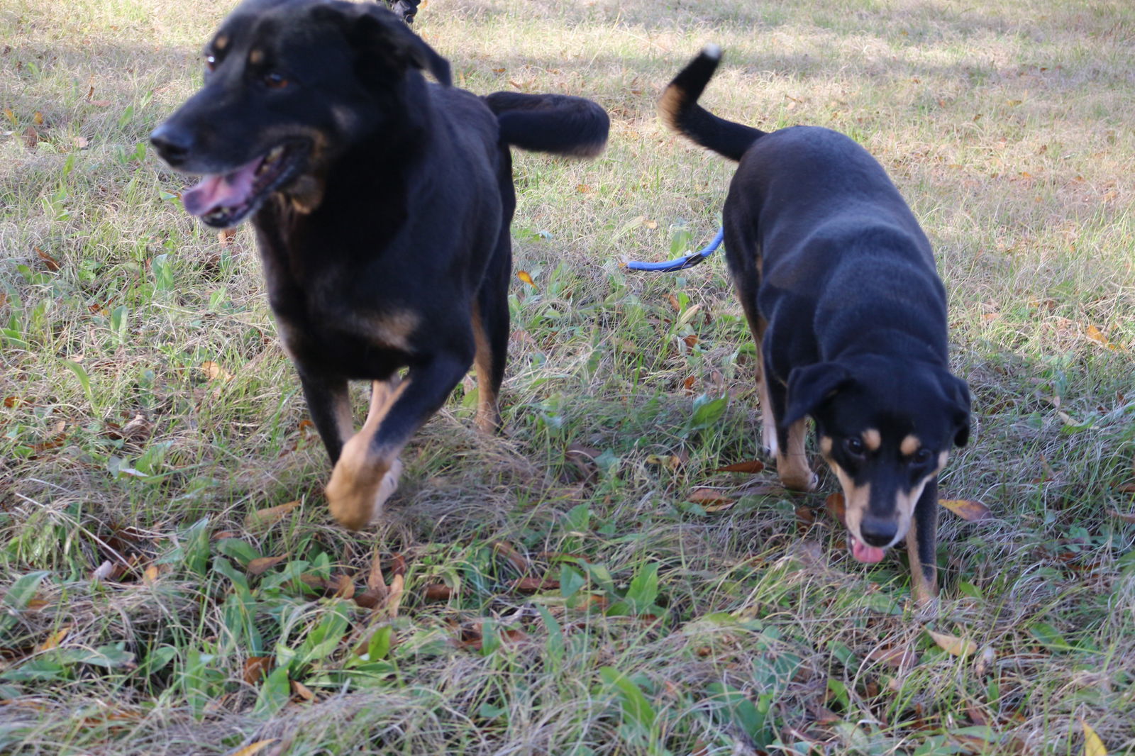 Naomi Judd, an adoptable Shepherd in Jackson, MS, 39213 | Photo Image 2