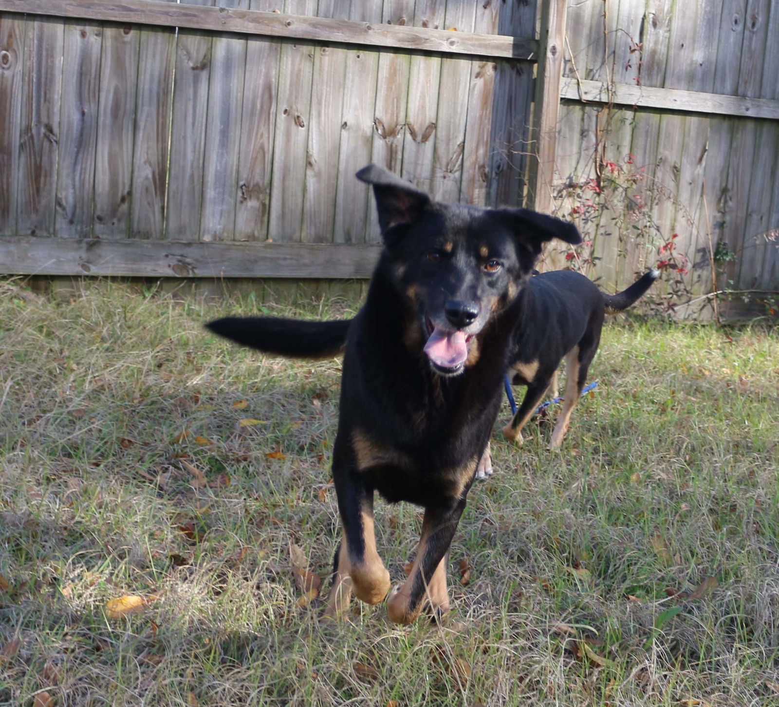 Naomi Judd, an adoptable Shepherd in Jackson, MS, 39213 | Photo Image 3