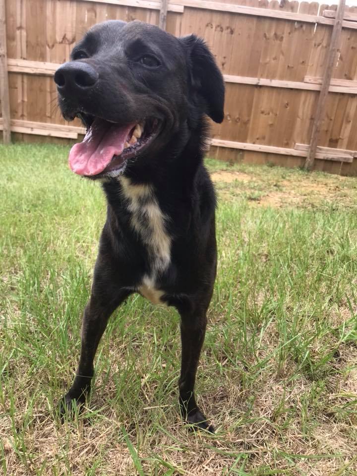 Bella, an adoptable Labrador Retriever in Jackson, MS, 39213 | Photo Image 1