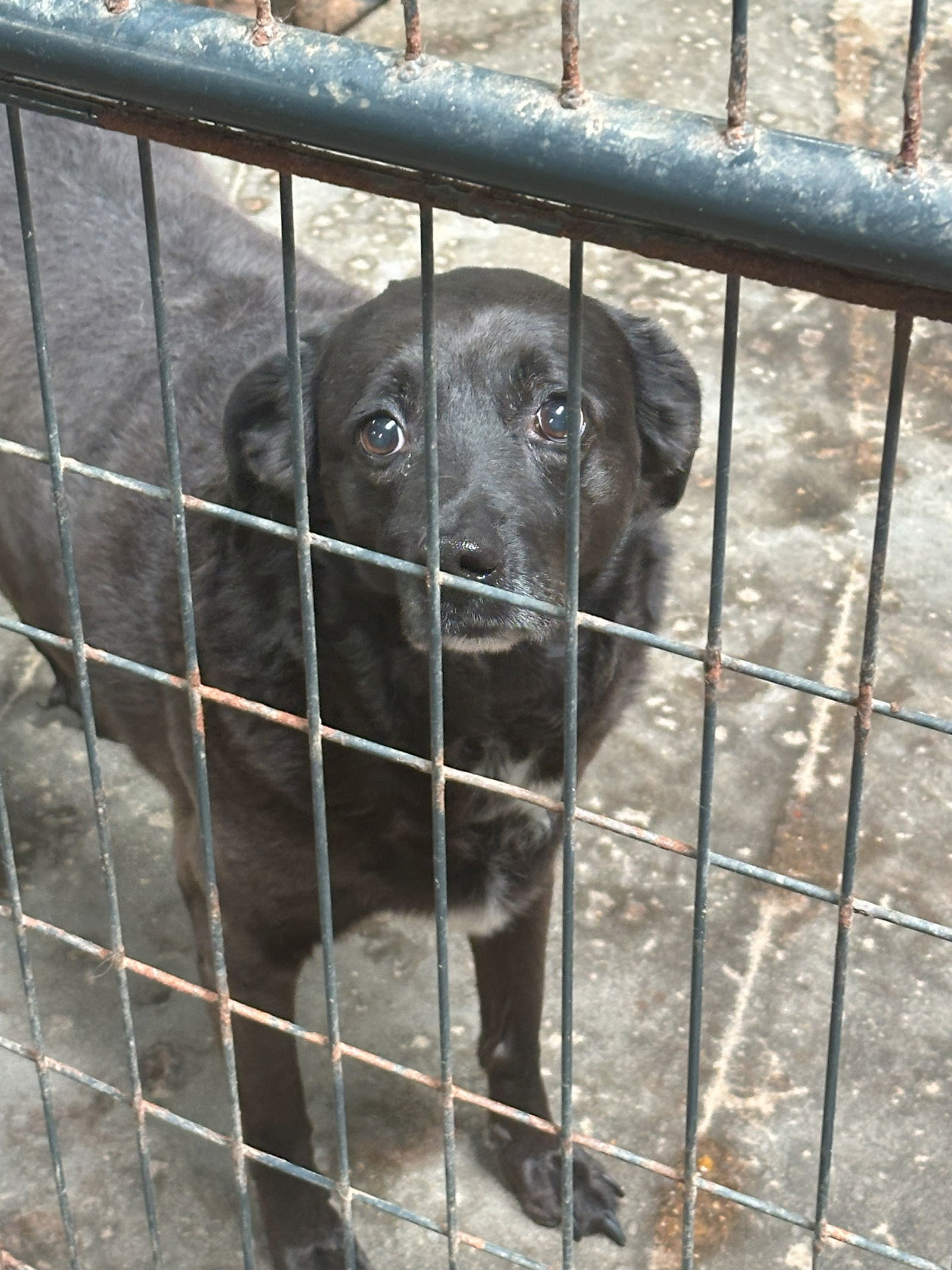 Bella, an adoptable Labrador Retriever in Jackson, MS, 39213 | Photo Image 1