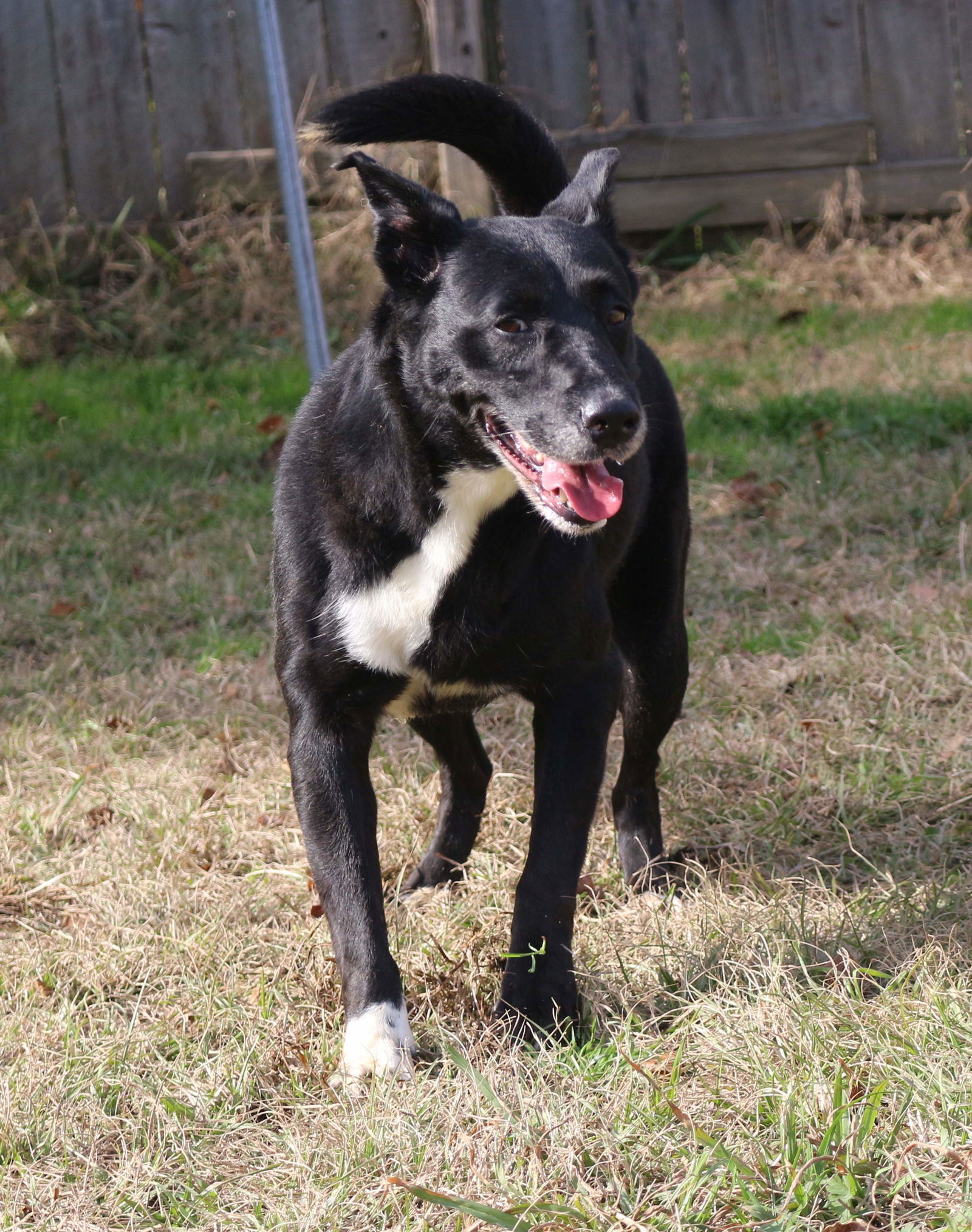 Shelly, an adoptable Shepherd in Jackson, MS, 39213 | Photo Image 1