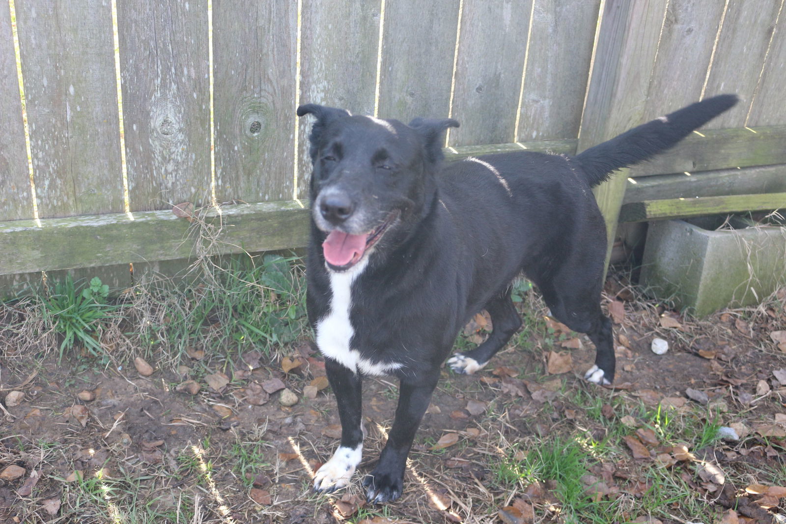 Shelly, an adoptable Shepherd in Jackson, MS, 39213 | Photo Image 2