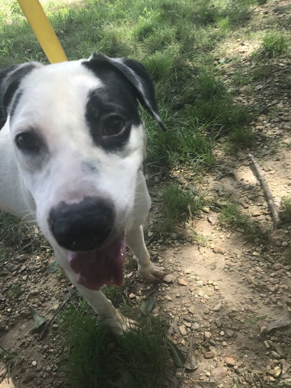 Archie, an adoptable American Bulldog in Jackson, MS, 39213 | Photo Image 1