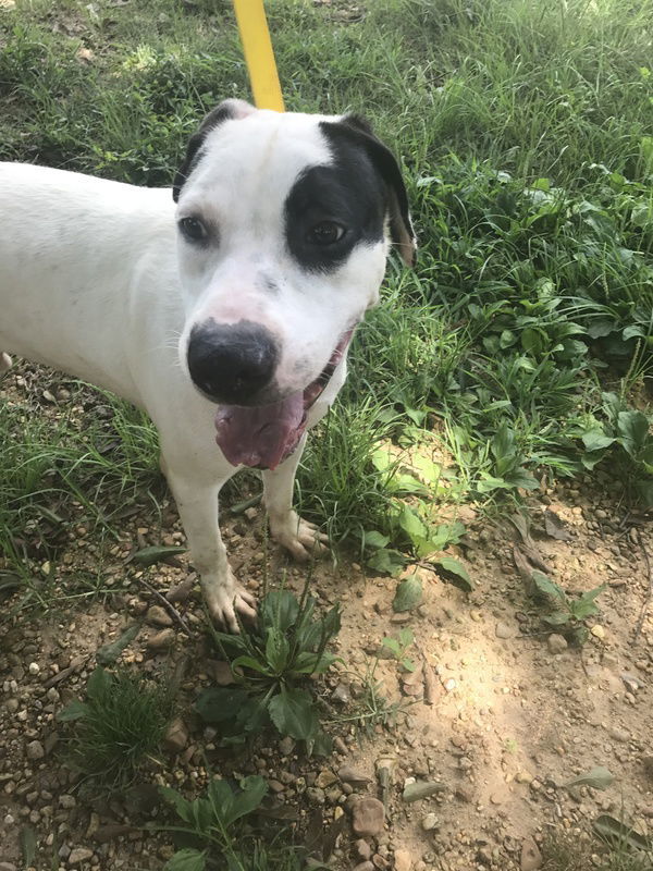 Archie, an adoptable American Bulldog in Jackson, MS, 39213 | Photo Image 2