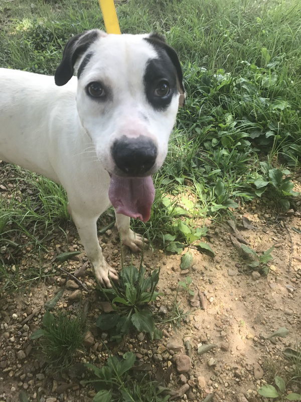 Archie, an adoptable American Bulldog in Jackson, MS, 39213 | Photo Image 3