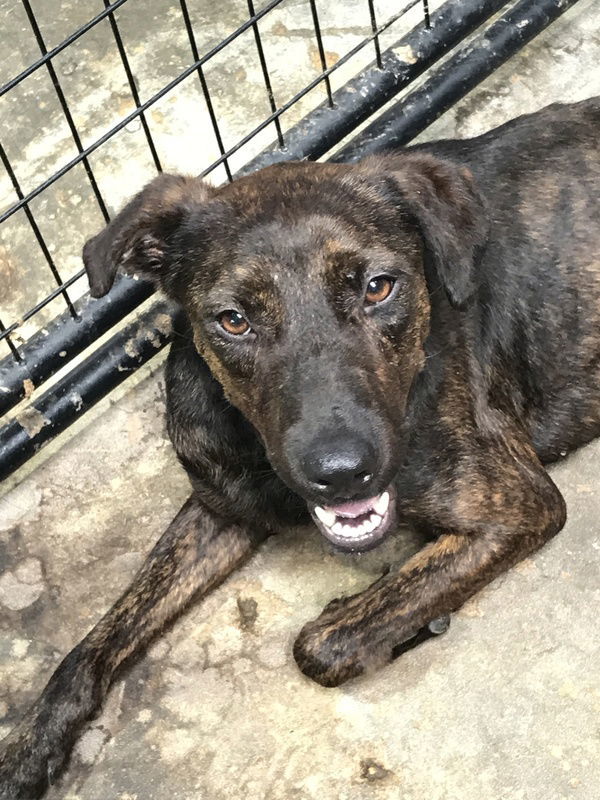 Ashton, an adoptable Labrador Retriever in Jackson, MS, 39213 | Photo Image 1