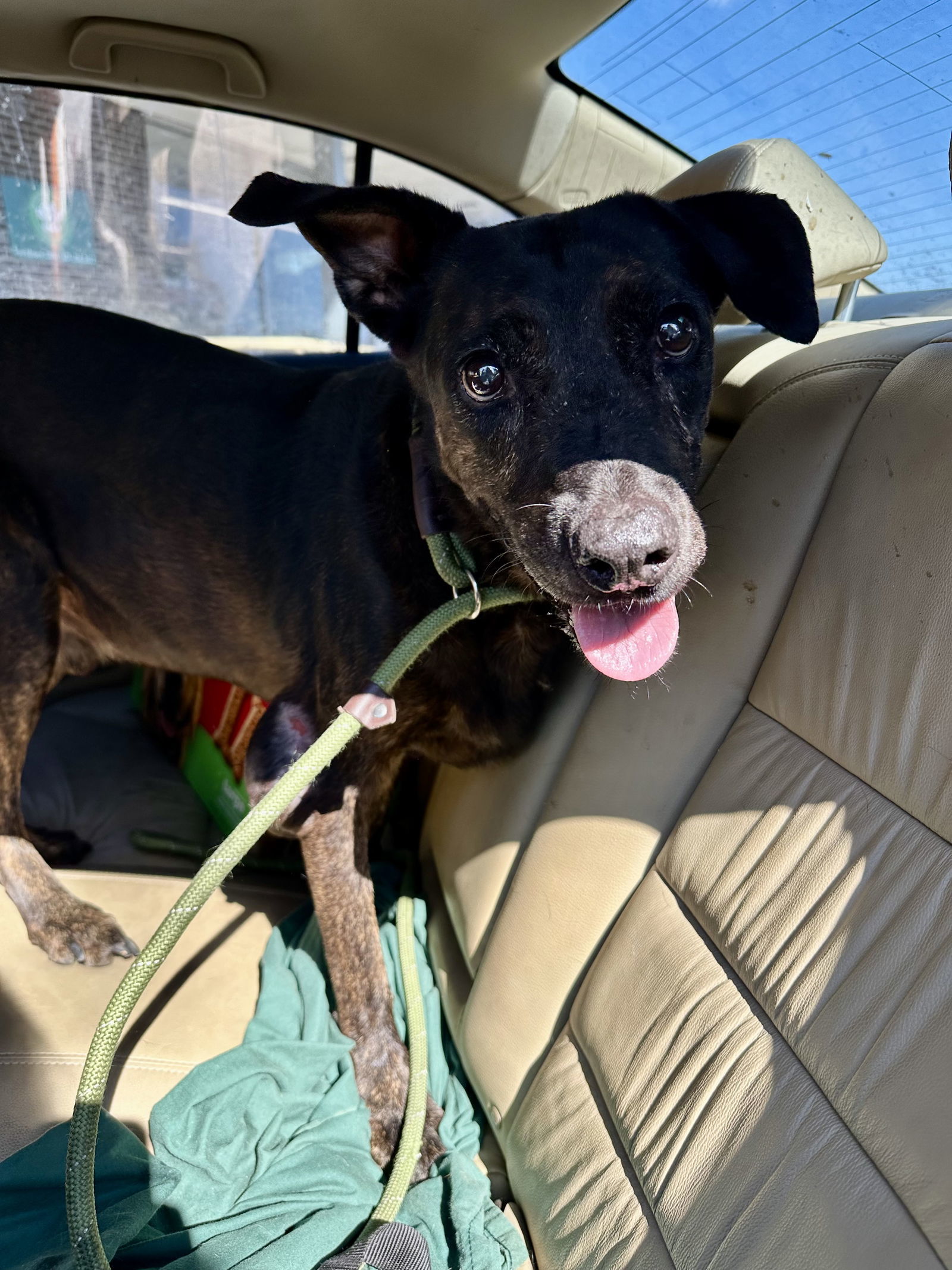 Ashton, an adoptable Labrador Retriever in Jackson, MS, 39213 | Photo Image 1
