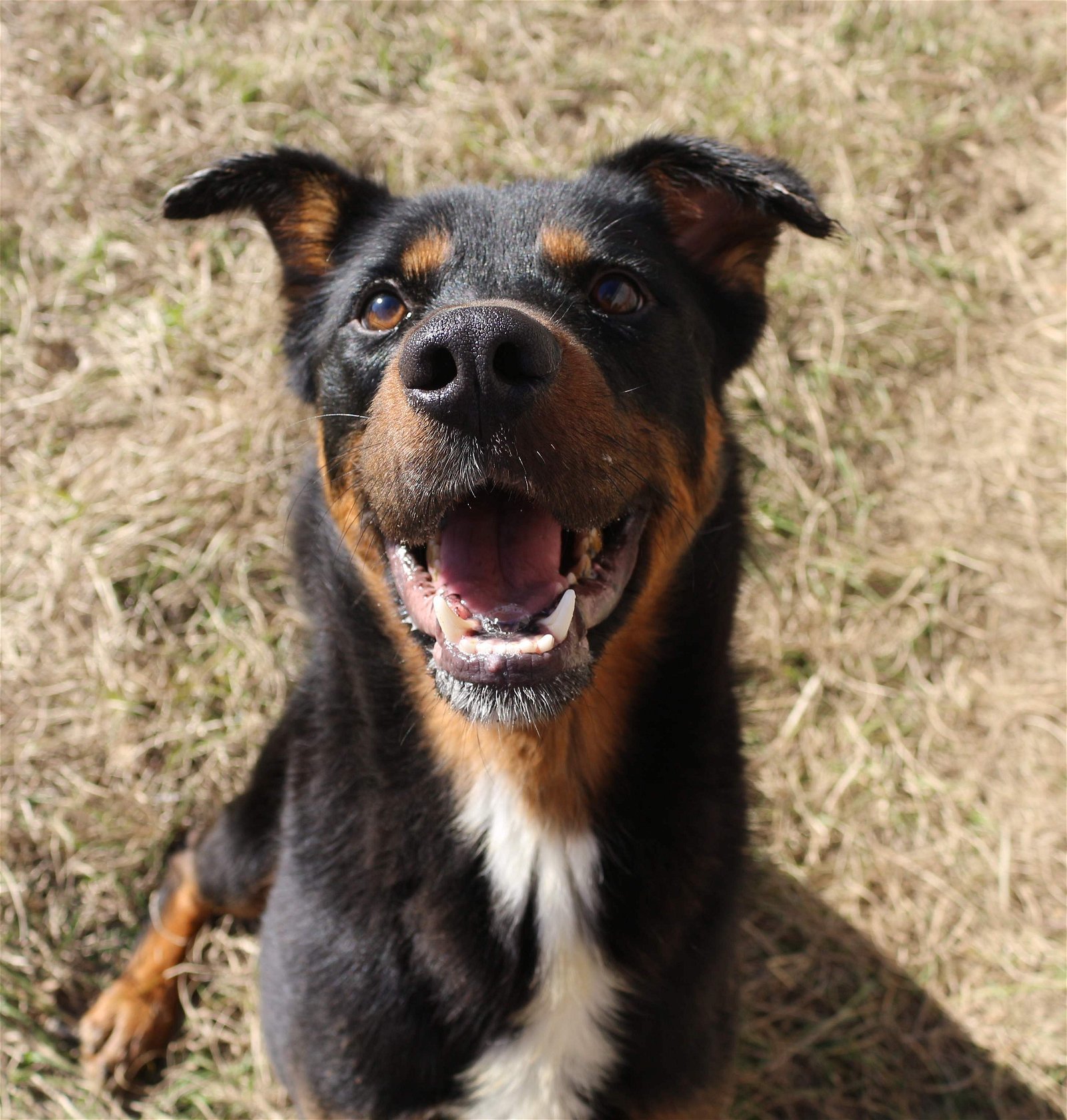 Axel, an adoptable Rottweiler in Jackson, MS, 39213 | Photo Image 1