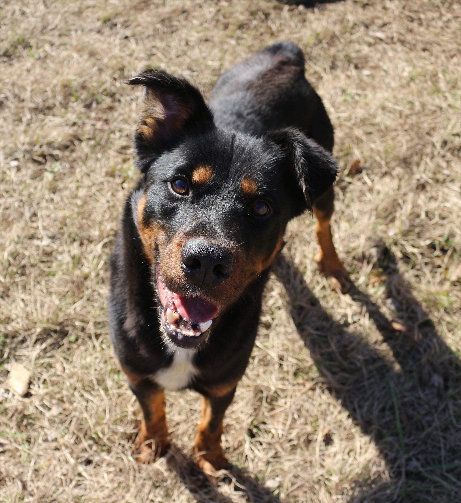 Axel, an adoptable Rottweiler in Jackson, MS, 39213 | Photo Image 2
