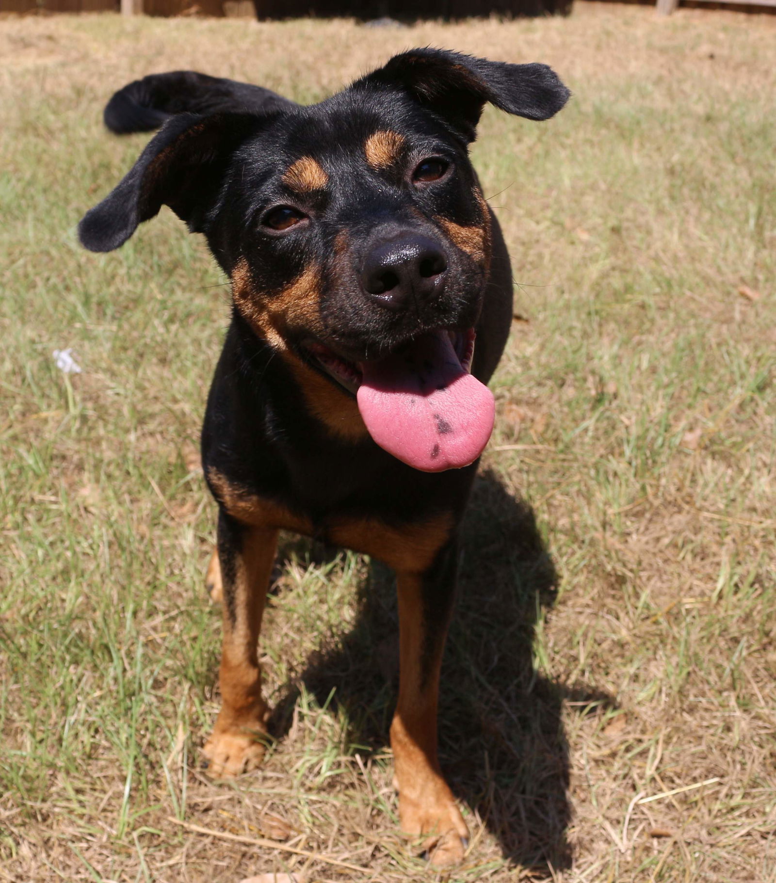 Frannie, an adoptable Hound in Jackson, MS, 39213 | Photo Image 1