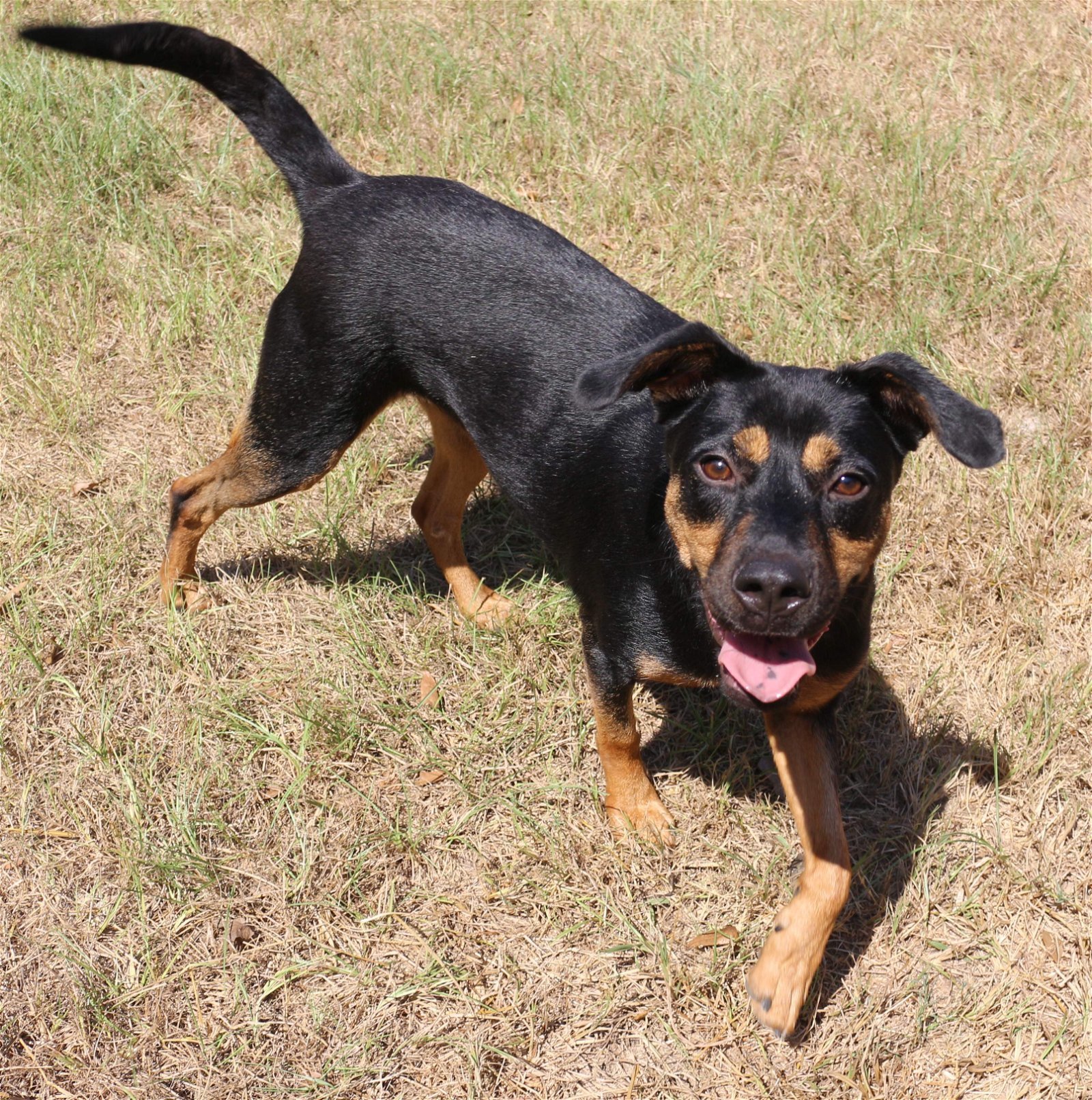 Frannie, an adoptable Hound in Jackson, MS, 39213 | Photo Image 2