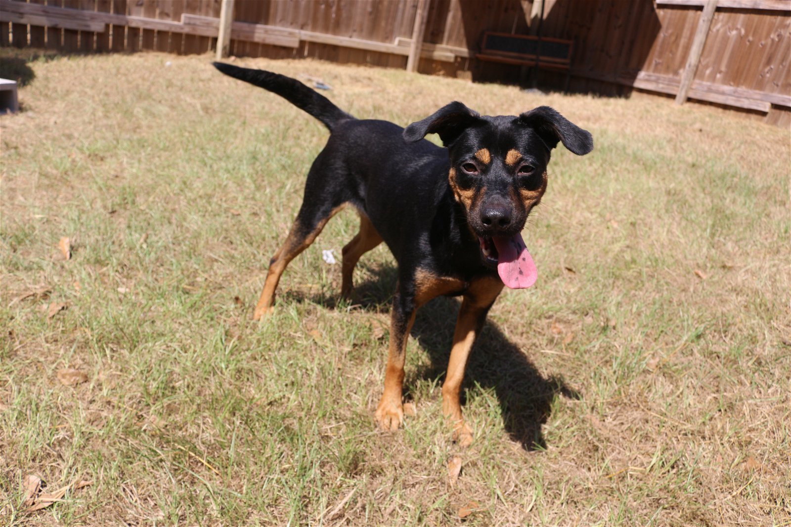 Frannie, an adoptable Hound in Jackson, MS, 39213 | Photo Image 3