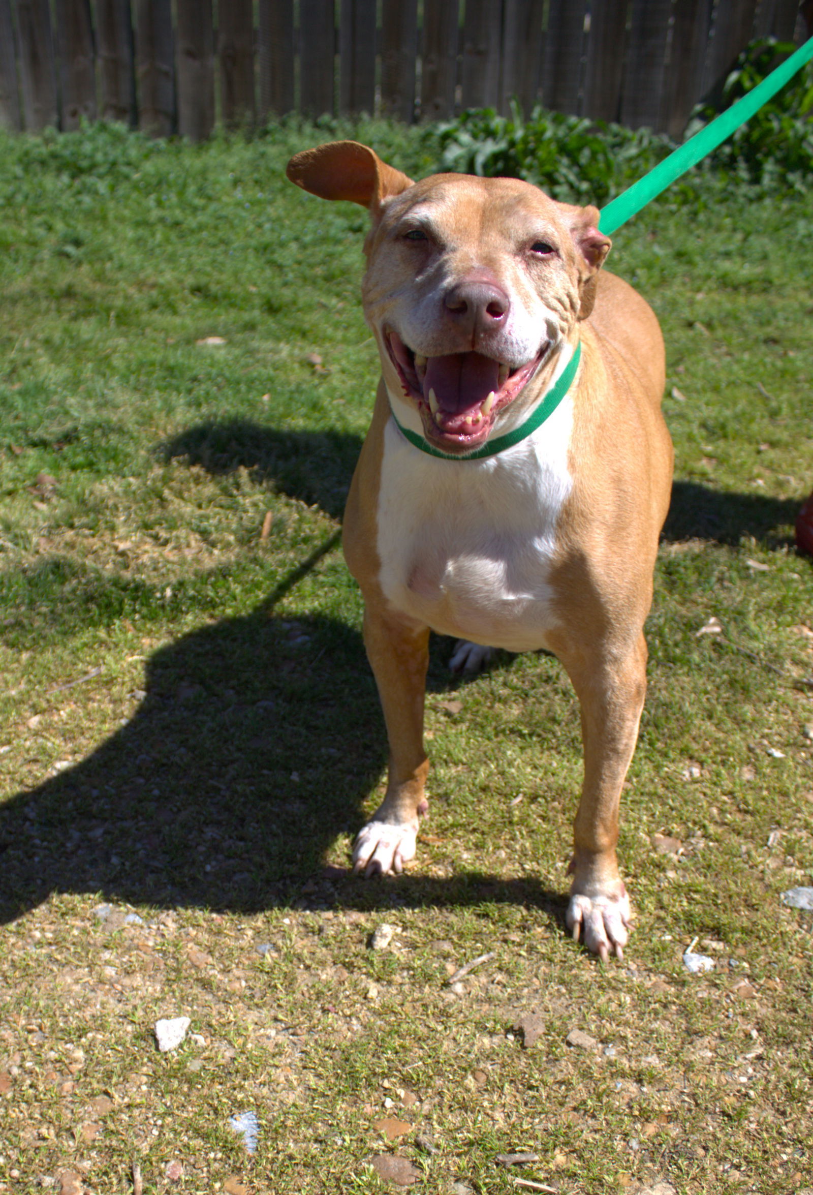 Nikki Minaj, an adoptable Pit Bull Terrier in Jackson, MS, 39213 | Photo Image 1