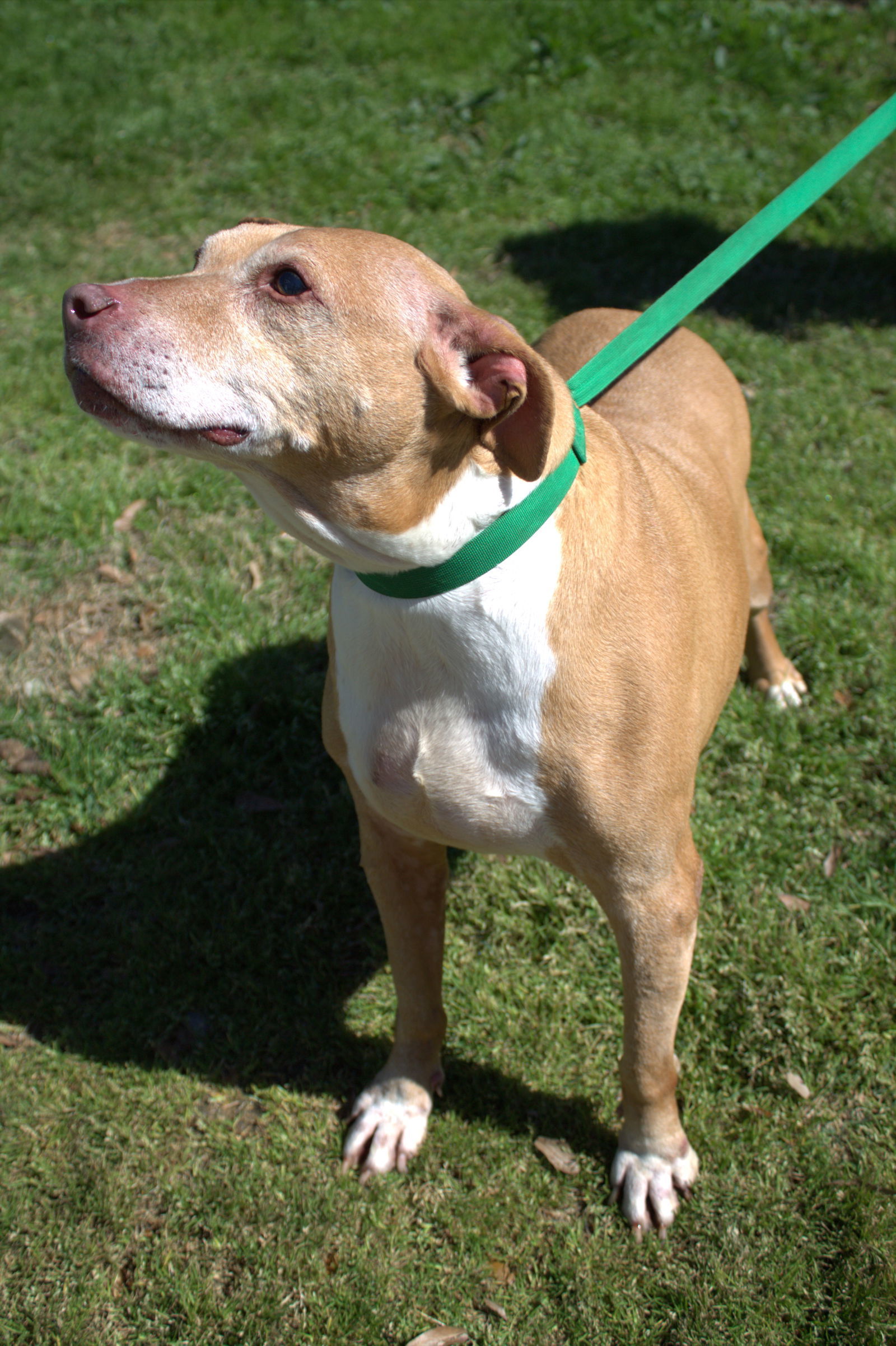 Nikki Minaj, an adoptable Pit Bull Terrier in Jackson, MS, 39213 | Photo Image 2