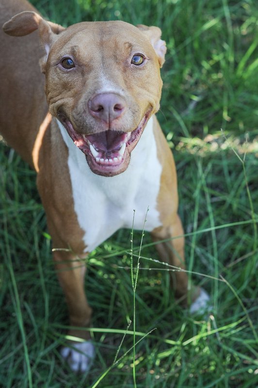 Nikki Minaj, an adoptable Pit Bull Terrier in Jackson, MS, 39213 | Photo Image 3