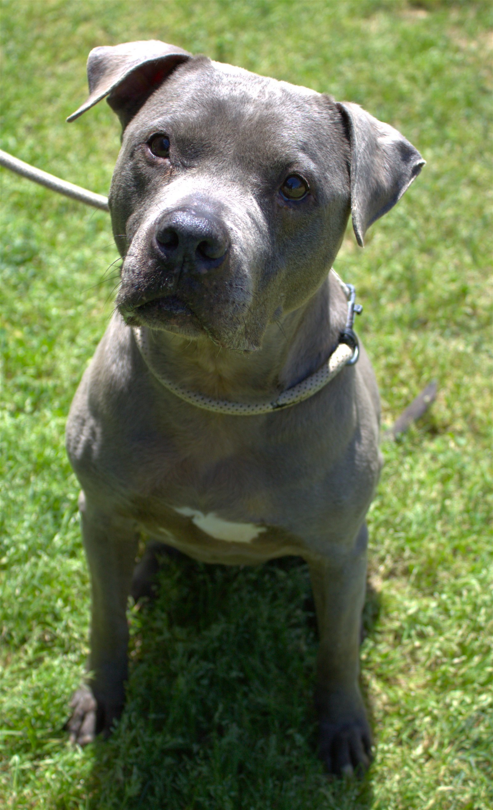 Lucy Lu, an adoptable Pit Bull Terrier in Jackson, MS, 39213 | Photo Image 1