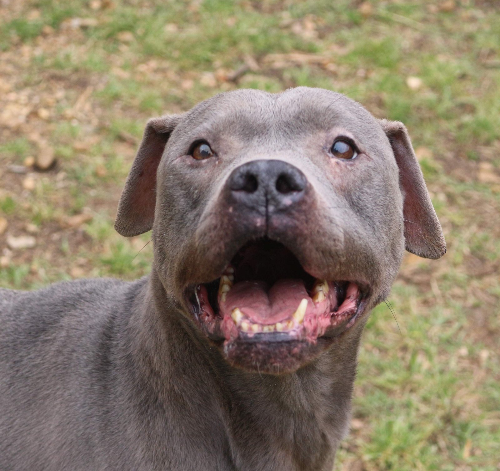 Lucy Lu, an adoptable Pit Bull Terrier in Jackson, MS, 39213 | Photo Image 2