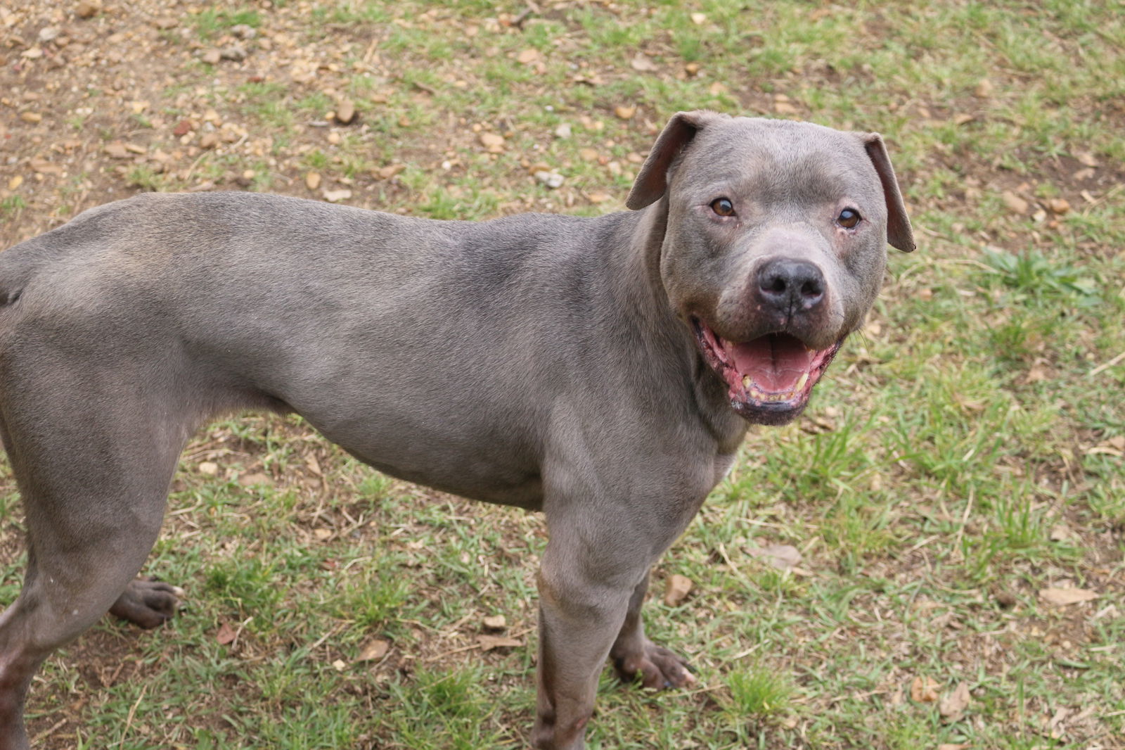 Lucy Lu, an adoptable Pit Bull Terrier in Jackson, MS, 39213 | Photo Image 3