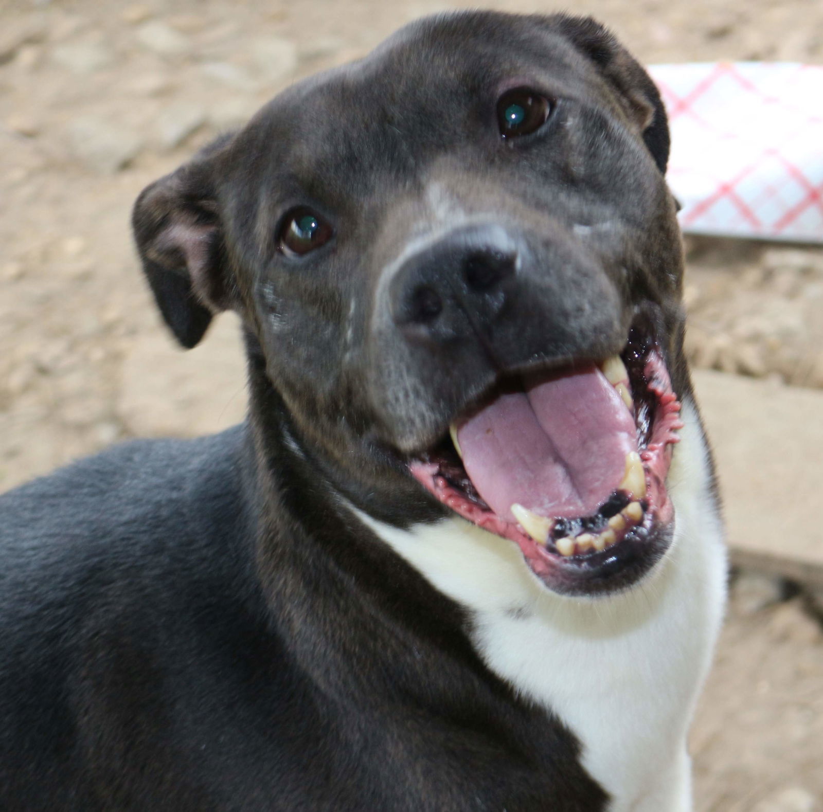 Nancy, an adoptable American Bulldog in Jackson, MS, 39213 | Photo Image 1