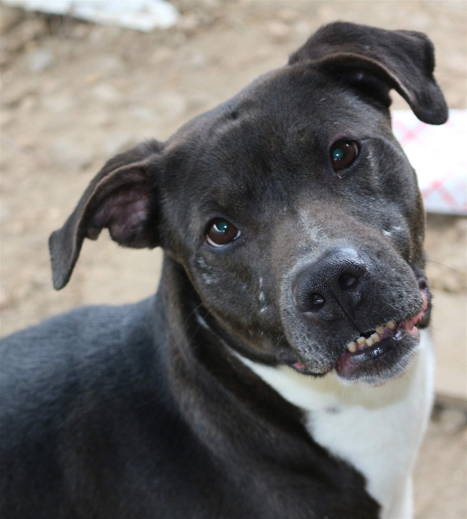 Nancy, an adoptable American Bulldog in Jackson, MS, 39213 | Photo Image 2