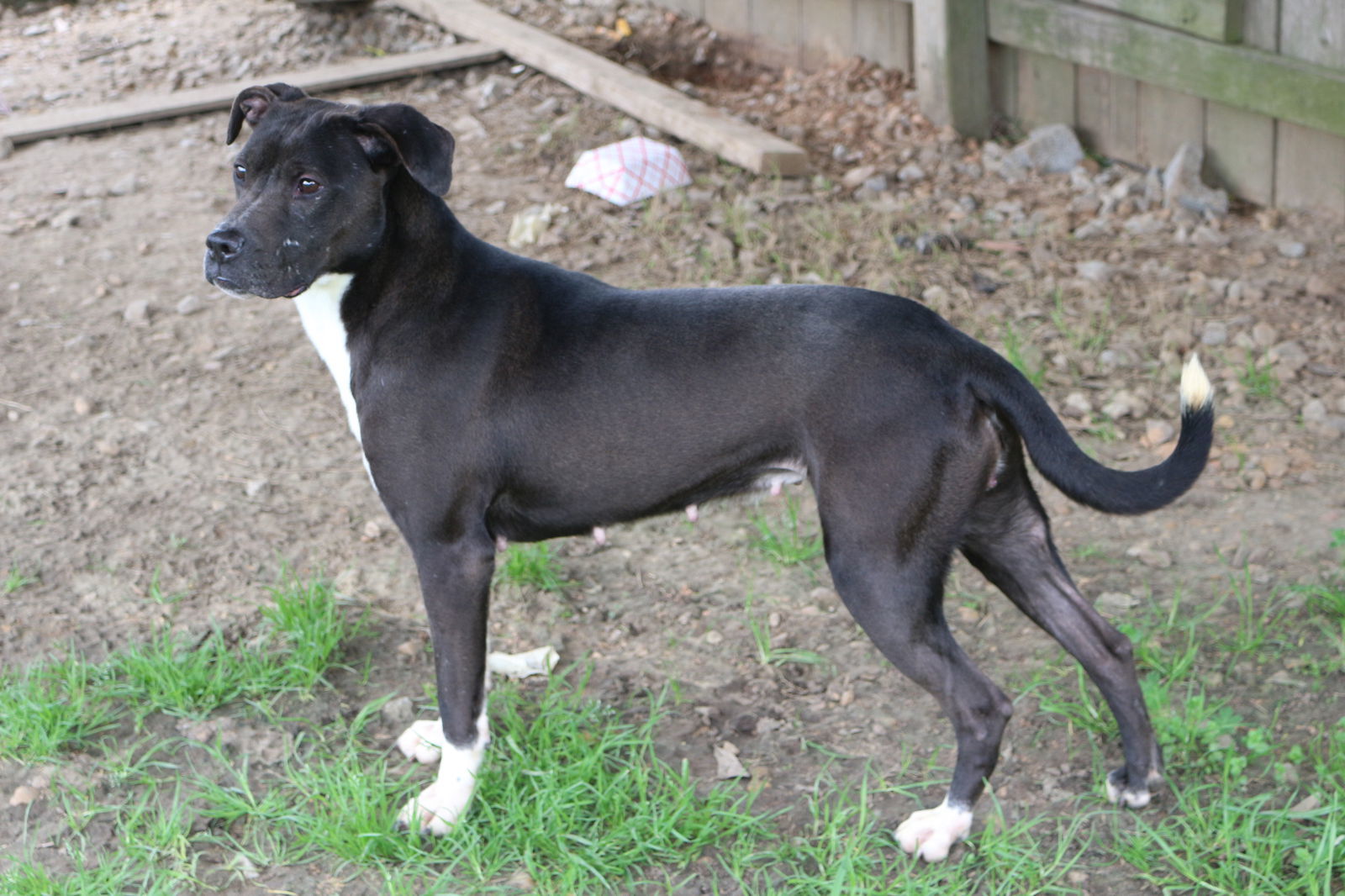 Nancy, an adoptable American Bulldog in Jackson, MS, 39213 | Photo Image 3