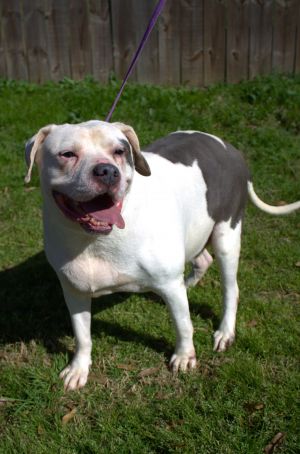 West, Adult Male American Bulldog