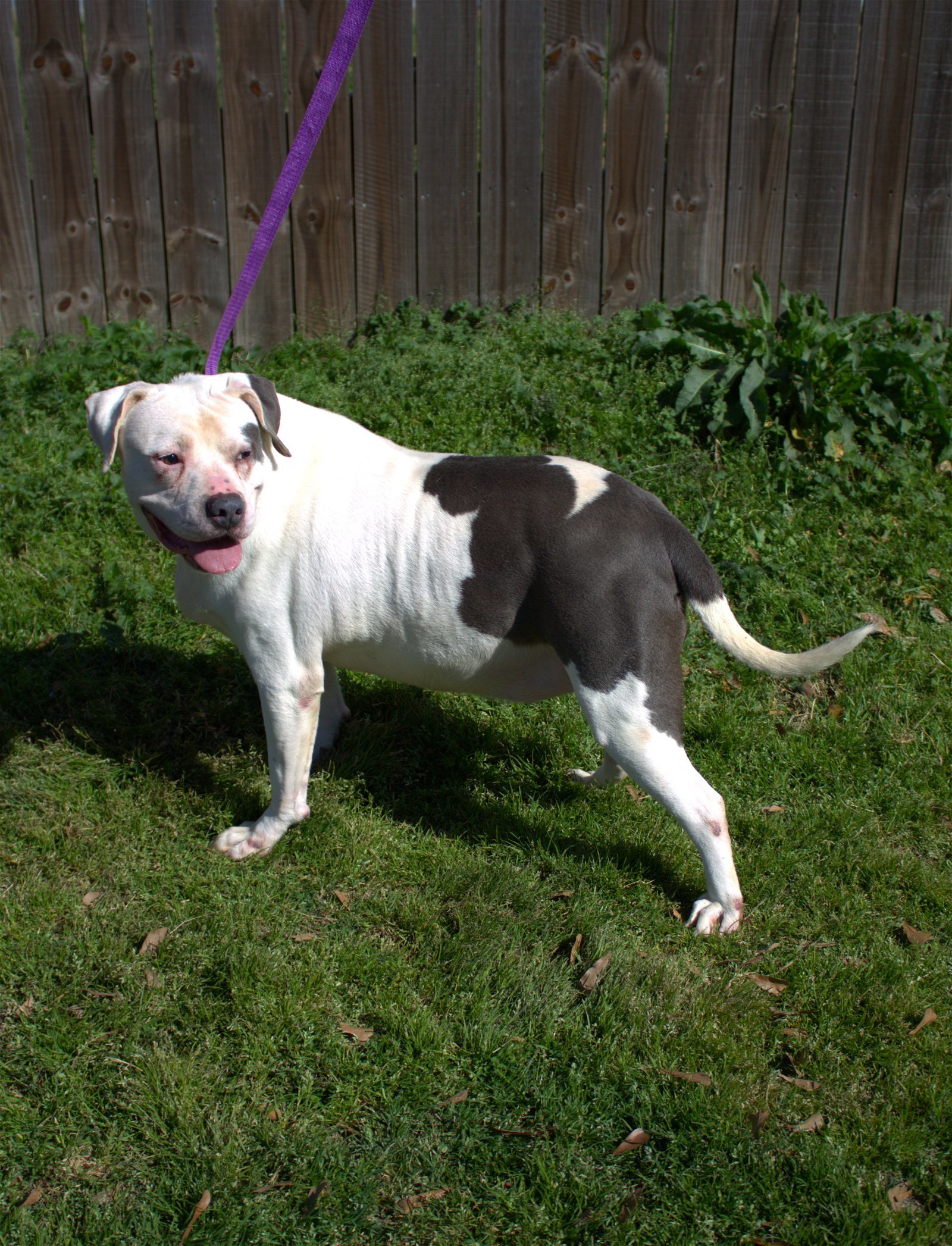 West, an adoptable American Bulldog in Jackson, MS, 39213 | Photo Image 2