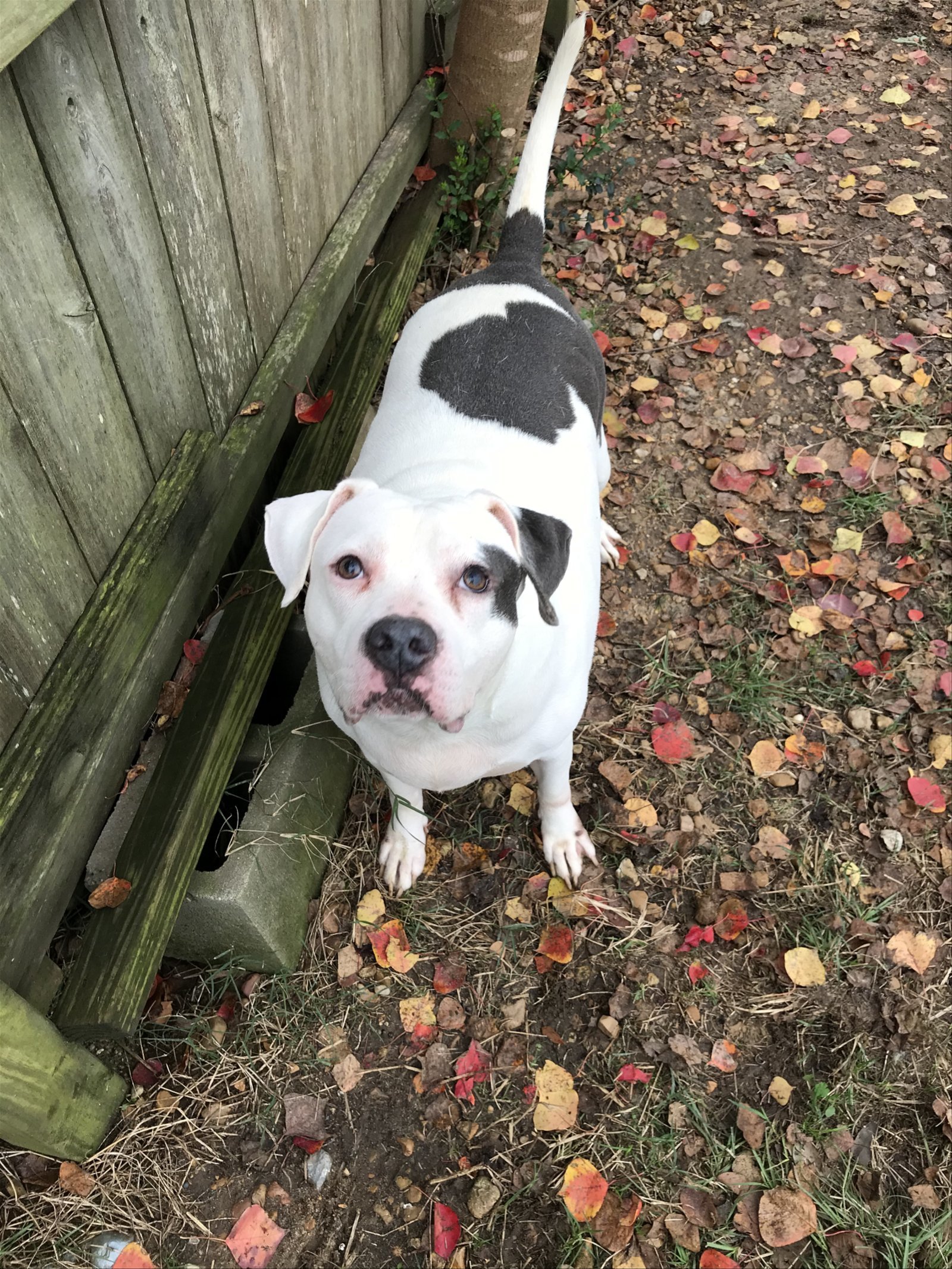 West, an adoptable American Bulldog in Jackson, MS, 39213 | Photo Image 3