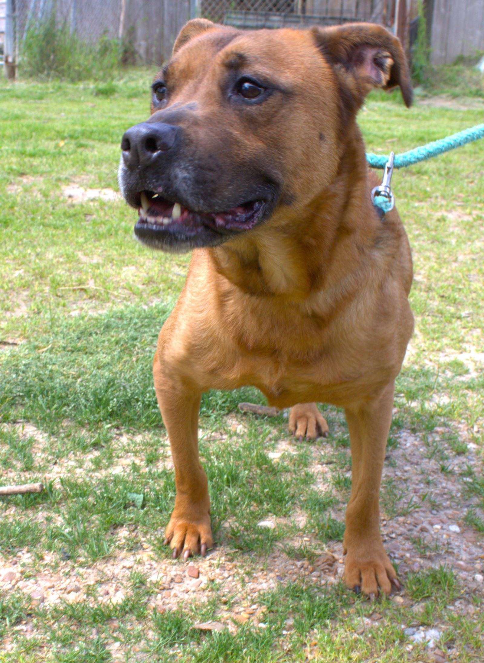 Victory, an adoptable Shepherd in Jackson, MS, 39213 | Photo Image 1