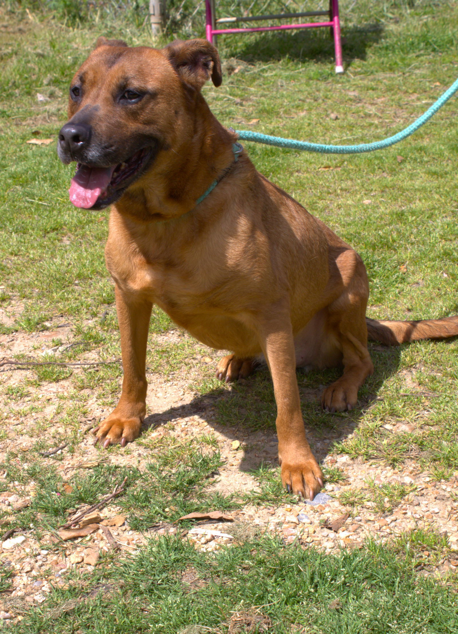 Victory, an adoptable Shepherd in Jackson, MS, 39213 | Photo Image 2