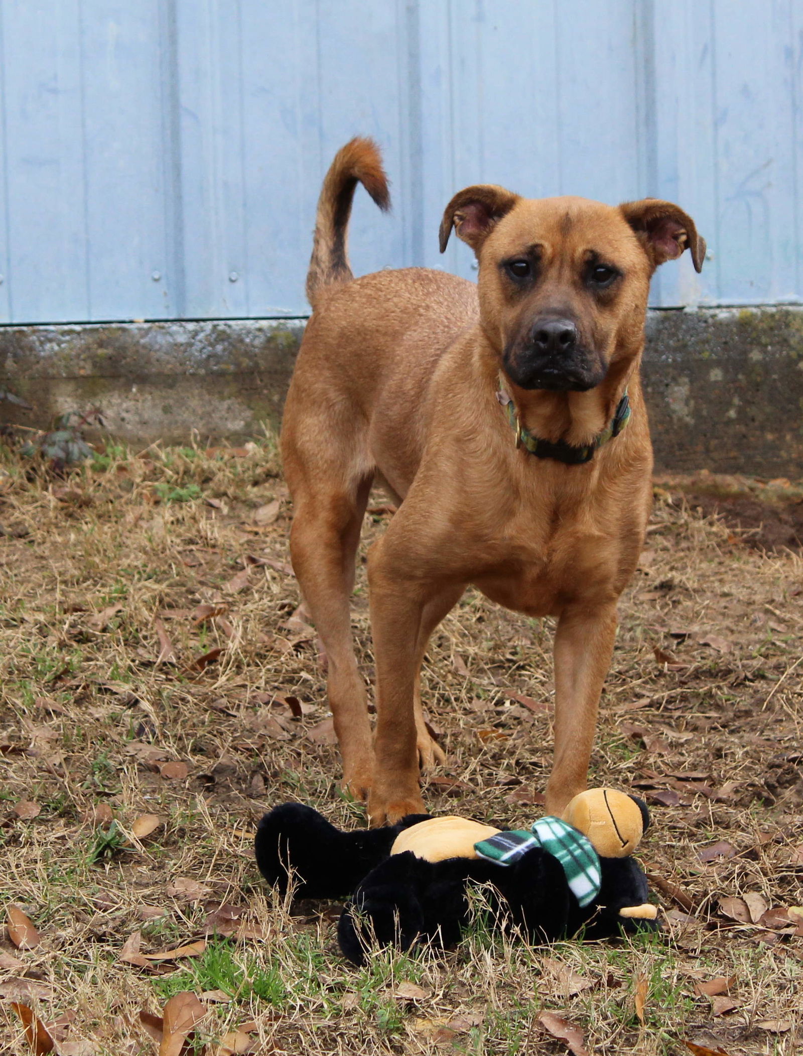 Victory, an adoptable Shepherd in Jackson, MS, 39213 | Photo Image 3