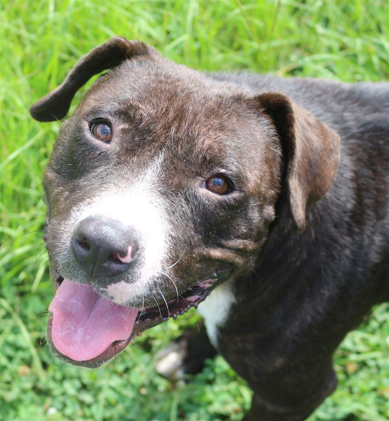 Poncho, an adoptable American Staffordshire Terrier in Jackson, MS, 39213 | Photo Image 1