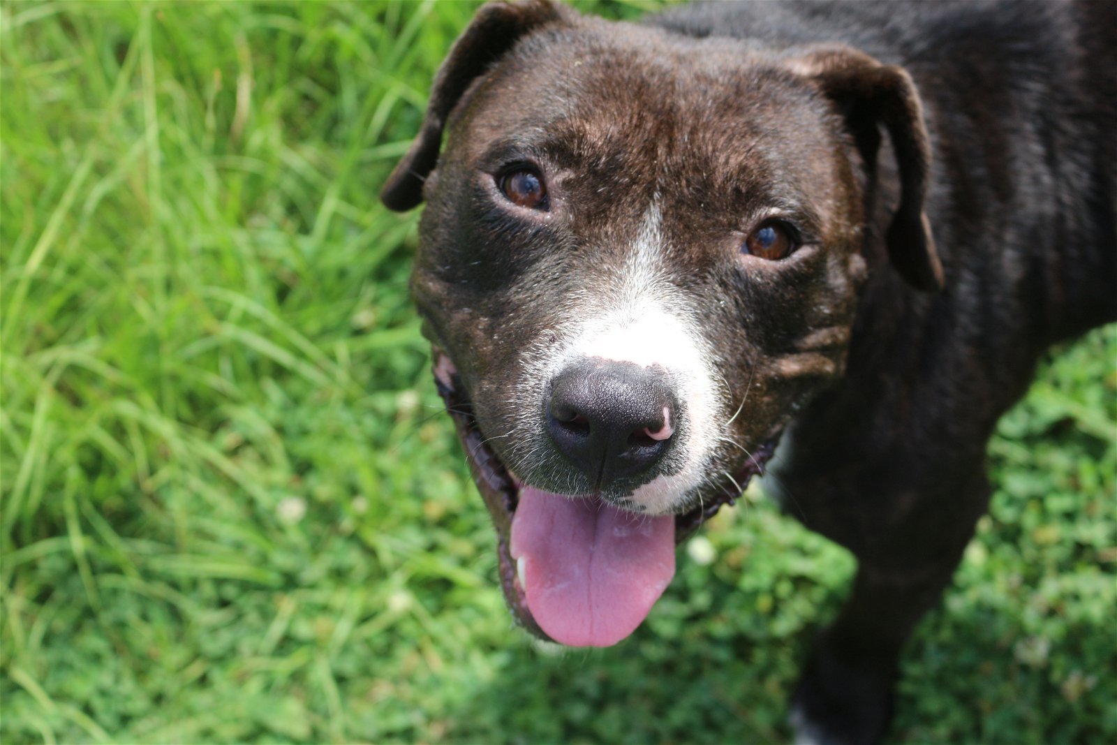 Poncho, an adoptable American Staffordshire Terrier in Jackson, MS, 39213 | Photo Image 2