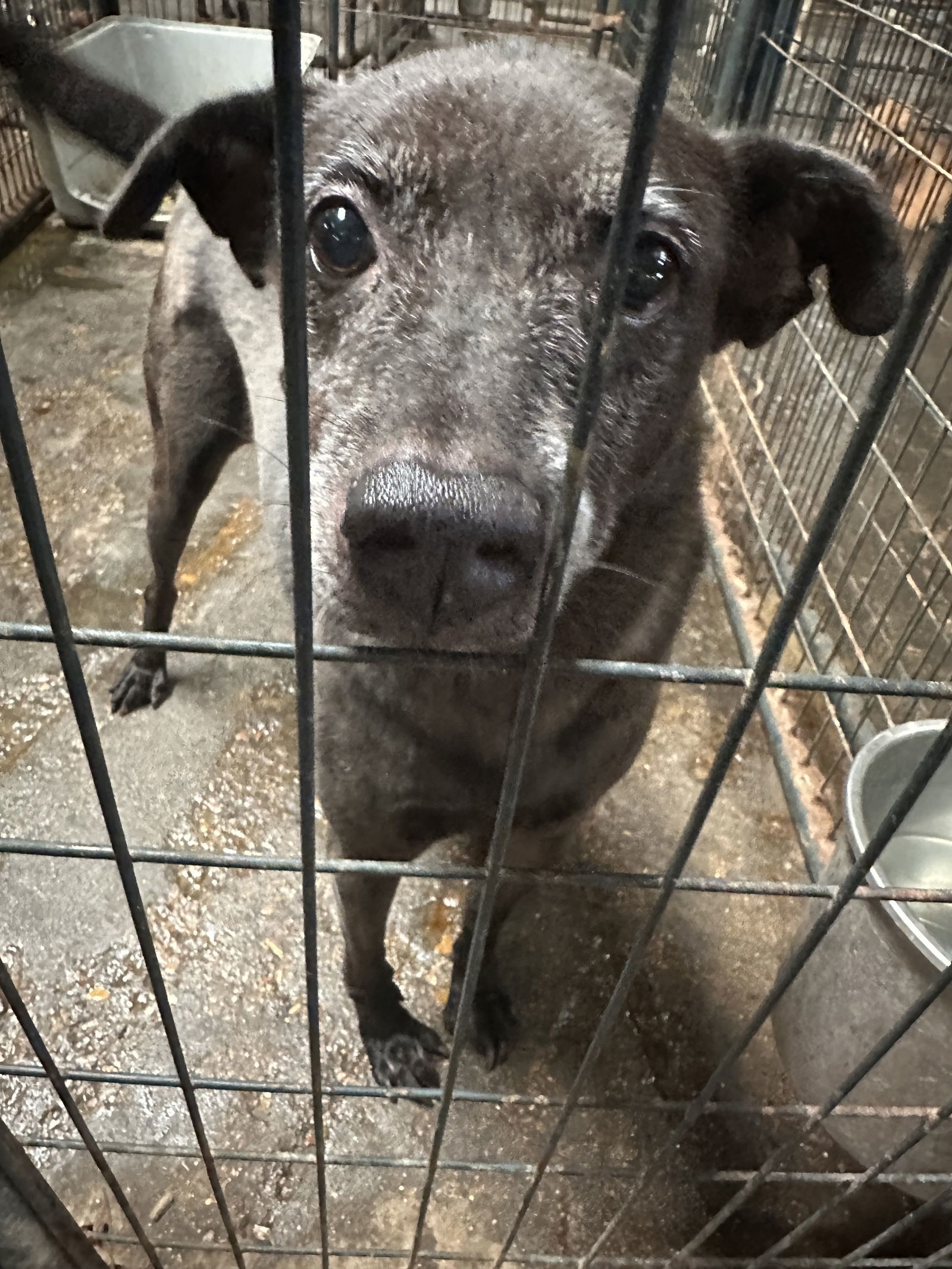 Blade, an adoptable Shepherd, Labrador Retriever in Jackson, MS, 39213 | Photo Image 1
