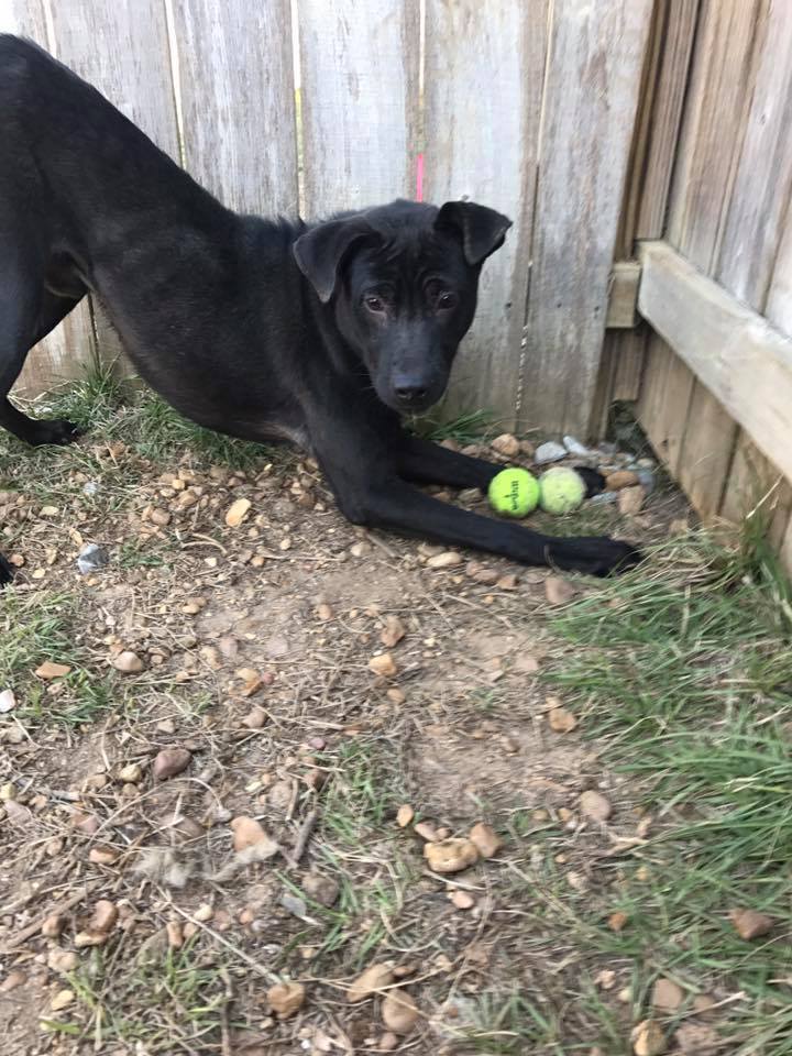 Blade, an adoptable Shepherd, Labrador Retriever in Jackson, MS, 39213 | Photo Image 2