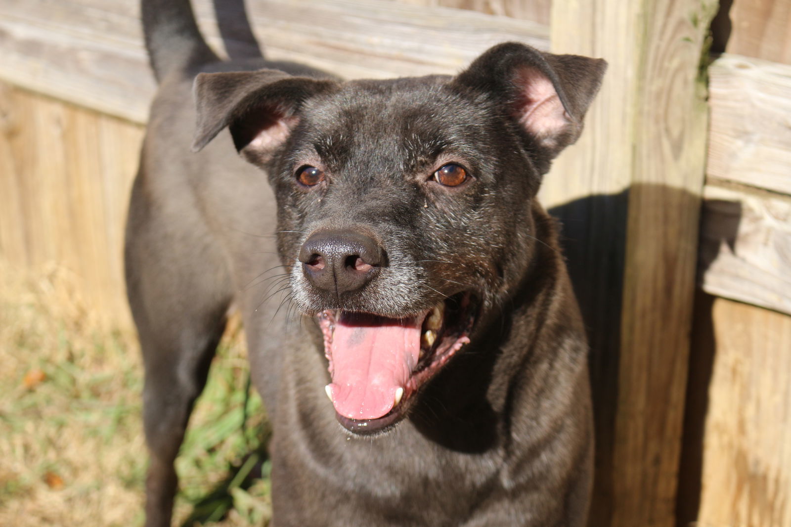 Blade, an adoptable Shepherd, Labrador Retriever in Jackson, MS, 39213 | Photo Image 2