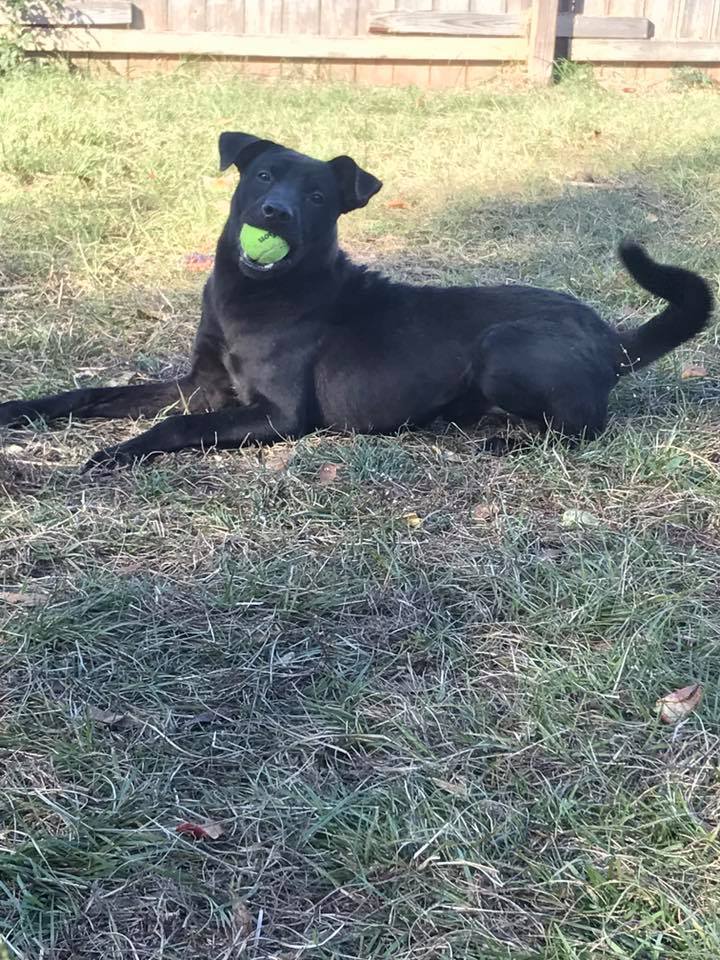 Blade, an adoptable Shepherd, Labrador Retriever in Jackson, MS, 39213 | Photo Image 3