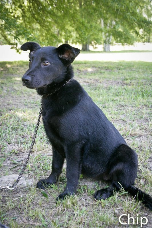 Chip, an adoptable Australian Shepherd in Jackson, MS, 39213 | Photo Image 2